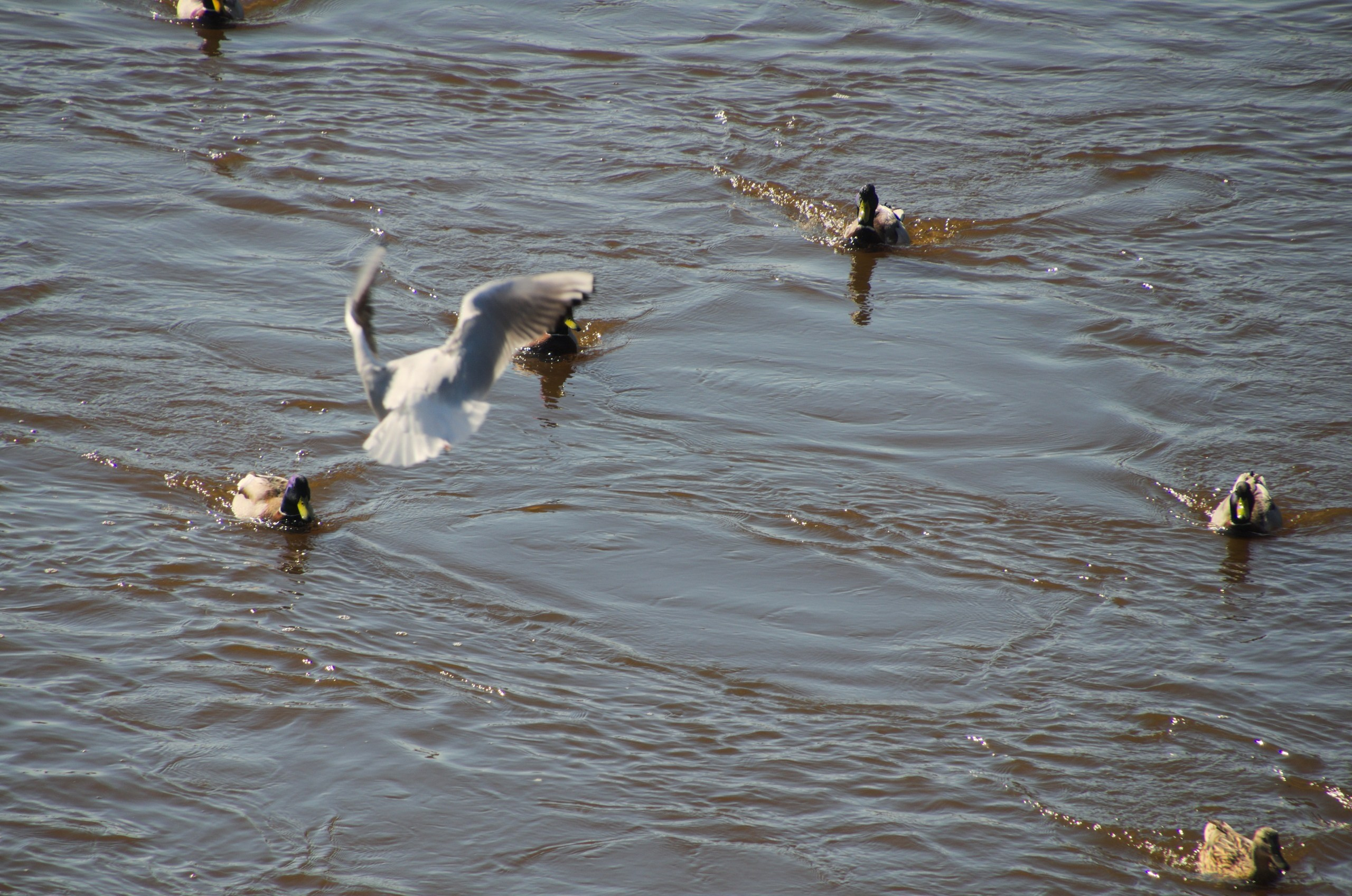Поездка в Тверь и Торжок | 30-31.03.2019. Галерея Фантим