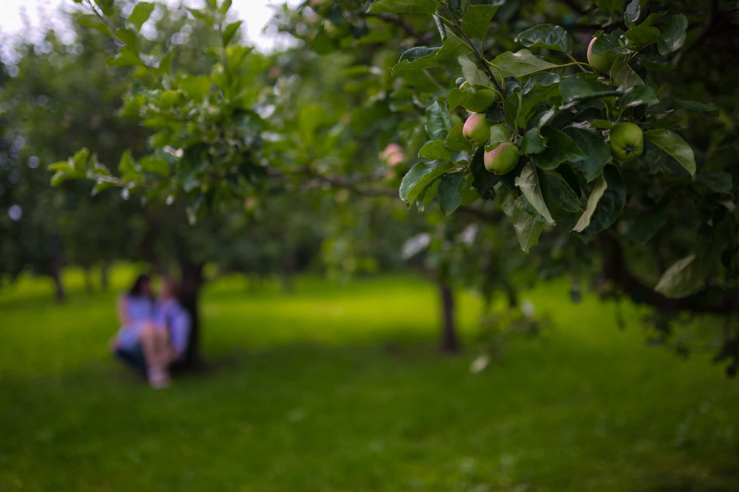 Сергей и Мария. Семейный и репортажной фотограф в Красноярске и Москве Виктор Бабинцев