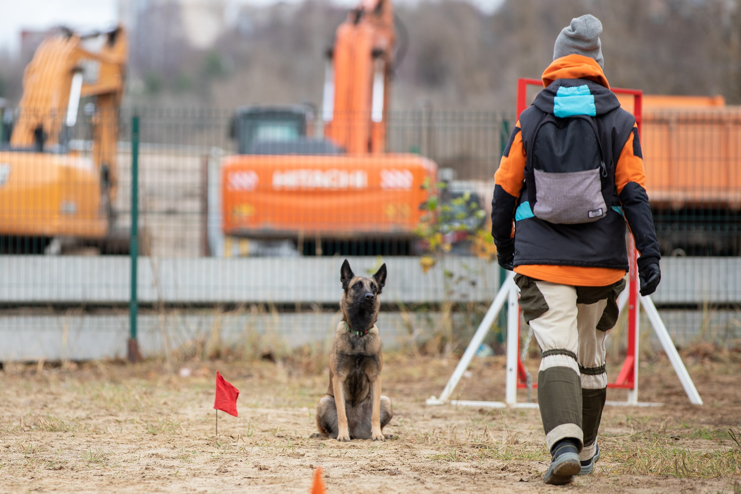 Вера и Чейз на экзамене ОКД. Фотограф-анималист в Калуге Мария Шерскова