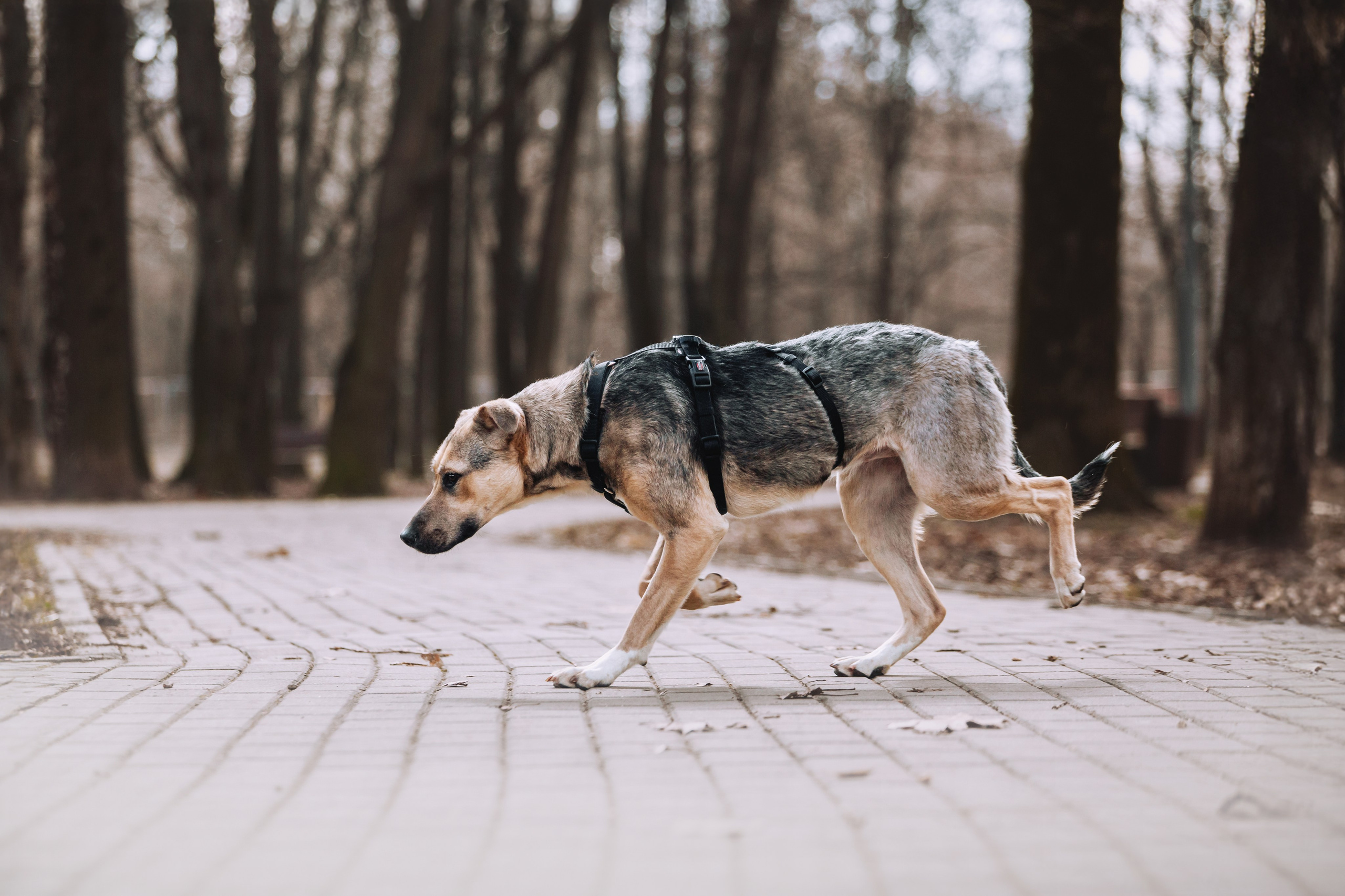Собаки из приюта Дубовая роща весна 2025. Фотограф-анималист Татьяна Степанова