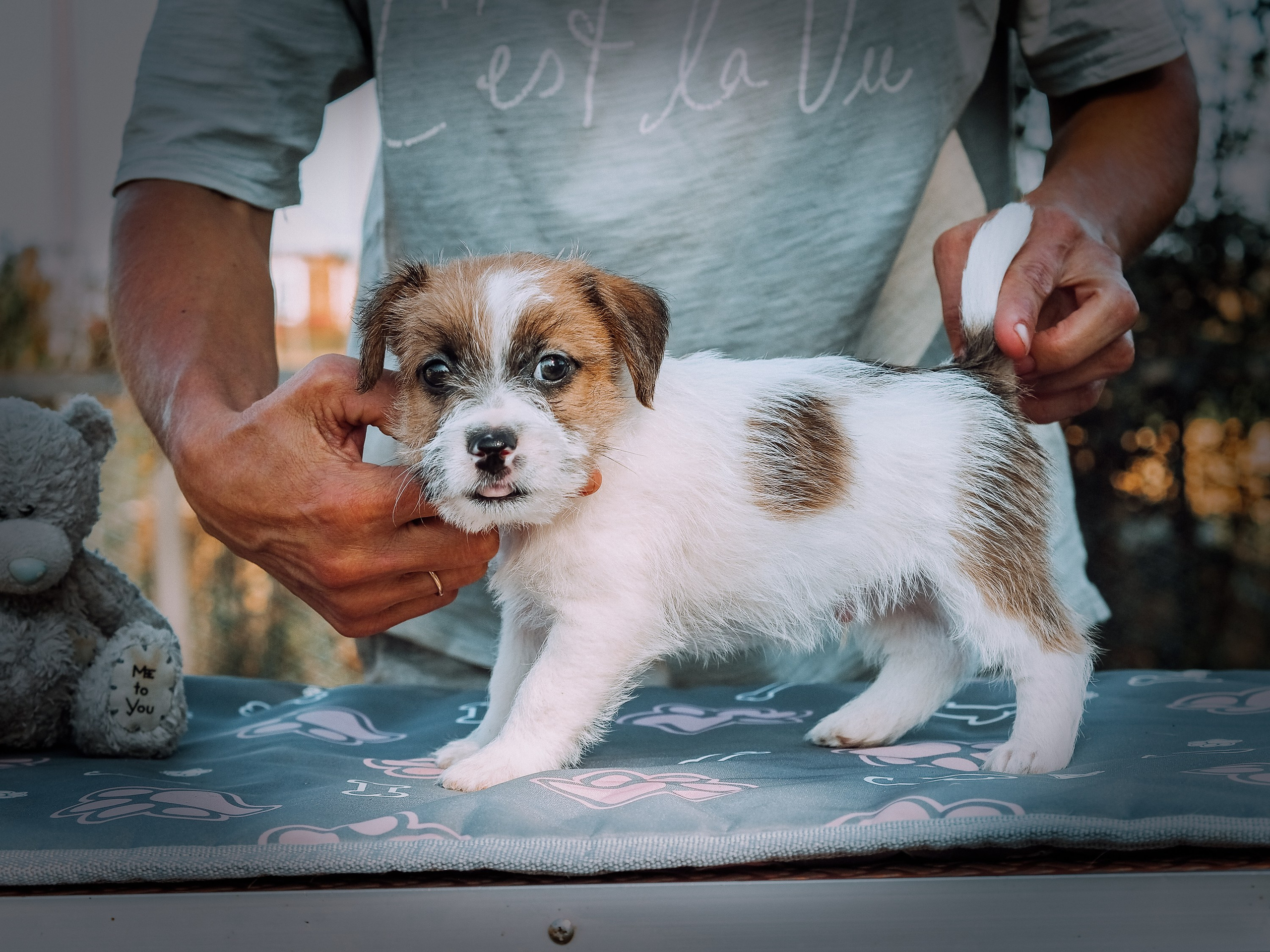 Щенок бело-рыжий джек рассел терьер. КАНЕ МАЭСТРО — питомник Джек рассел терьеров