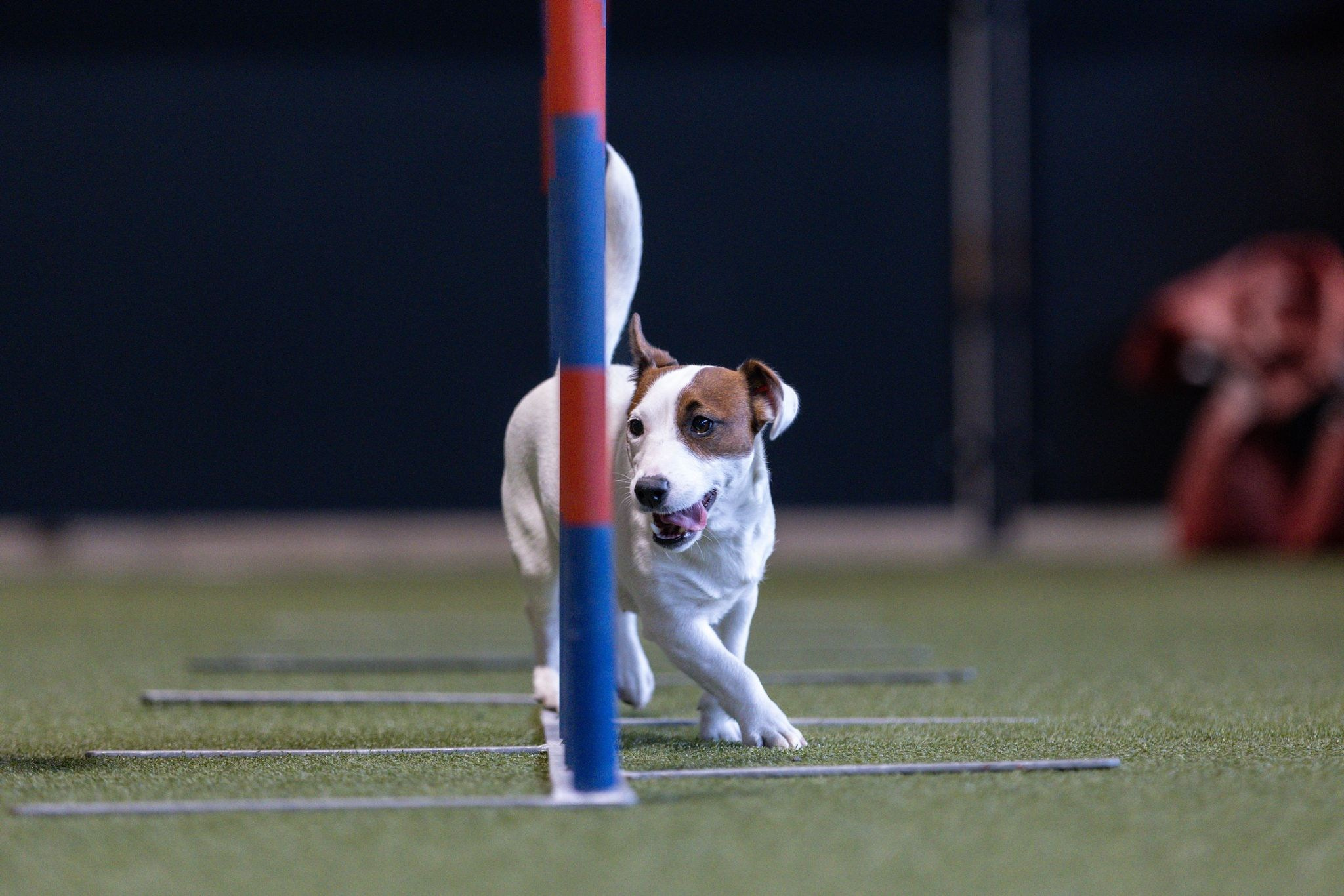 CANE MAESTRO MARSHMALLOW. CANE MAESTRO — kennel Jack Russell Terrier