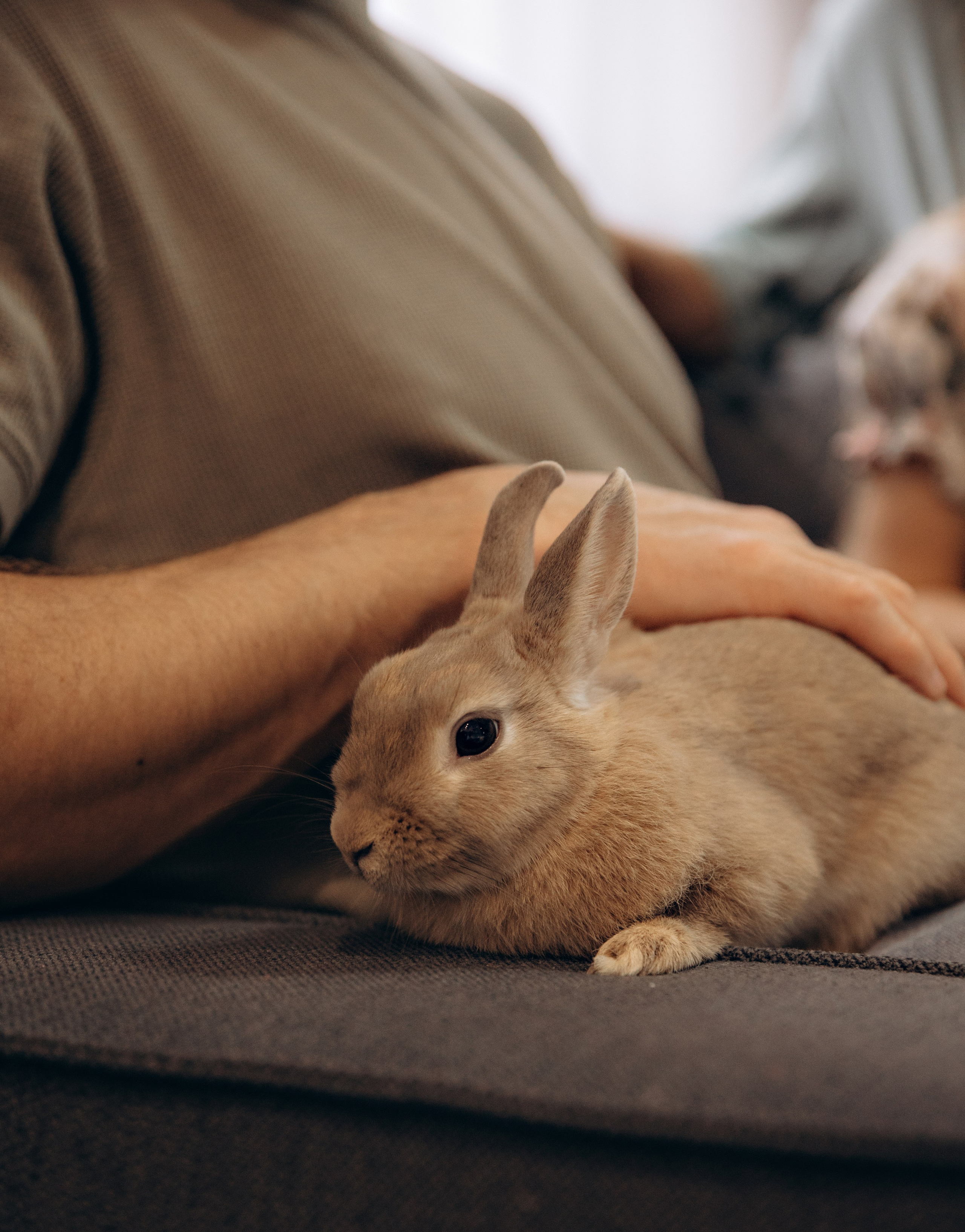 «Ушастые истории». Фотограф Алина Ионычева в Новосибирске