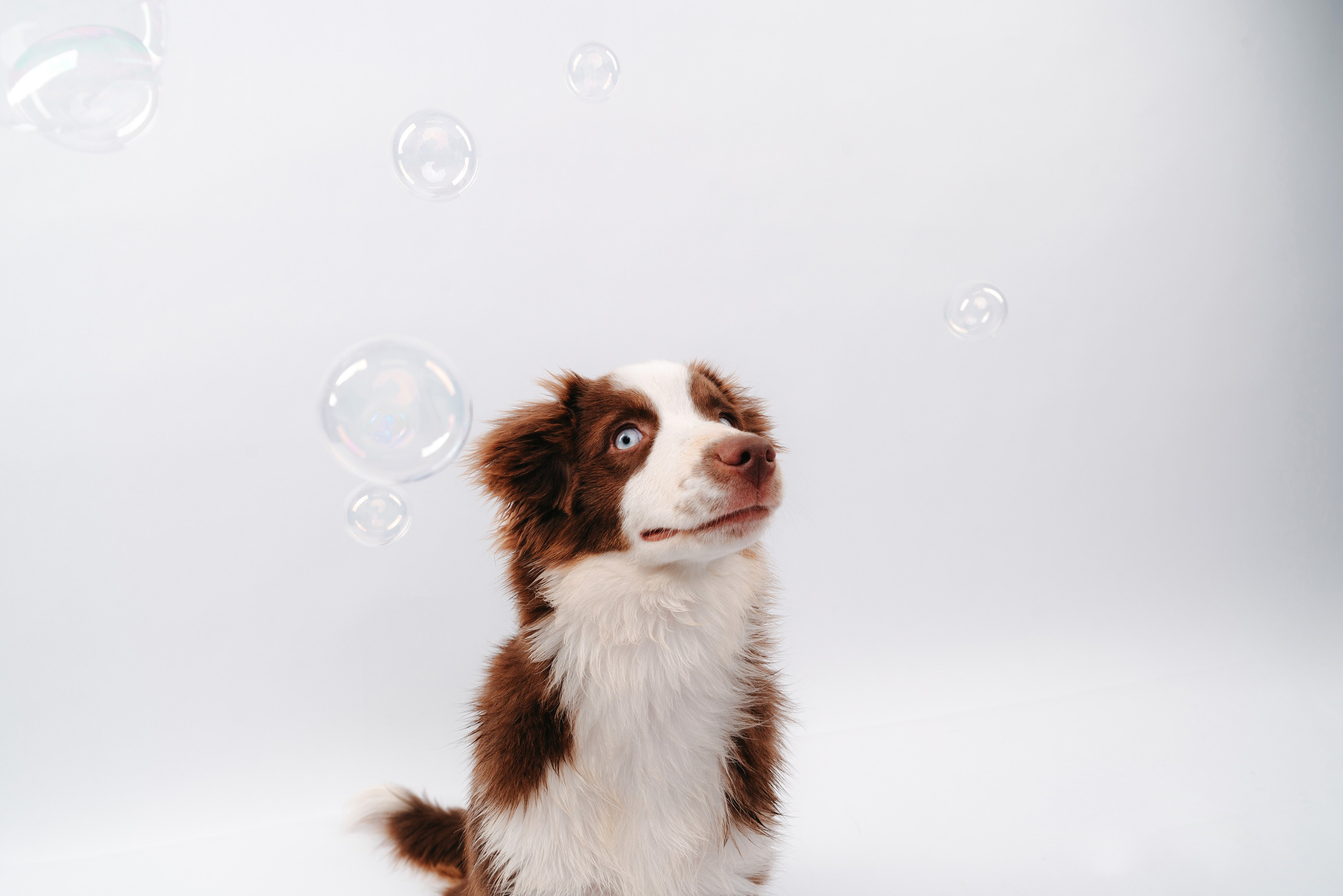 Миниаусси Дайс. Фотограф анималист Осипчикова Мария