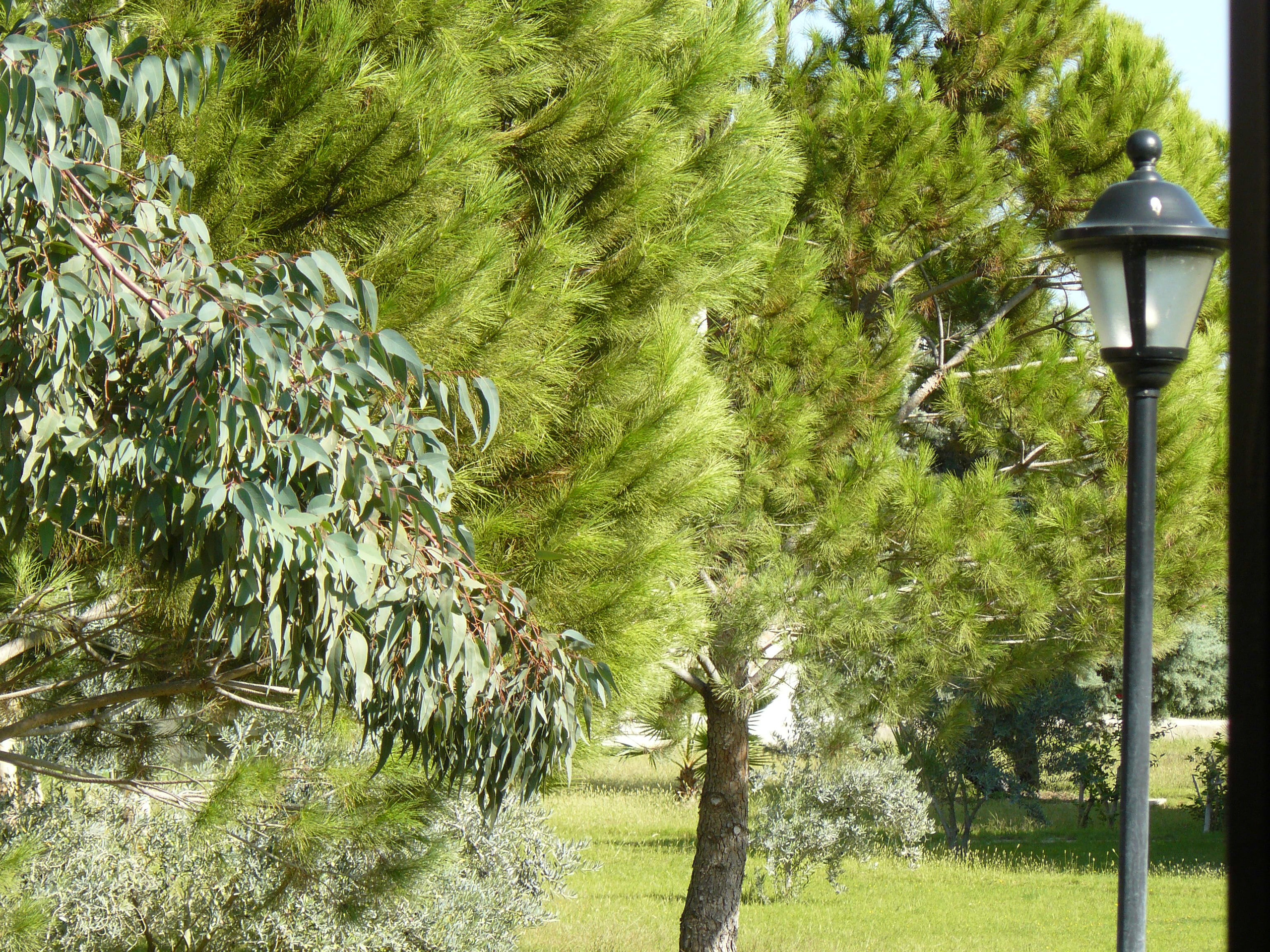 Кемер, Чамьюва 2008. Избранные фотографии