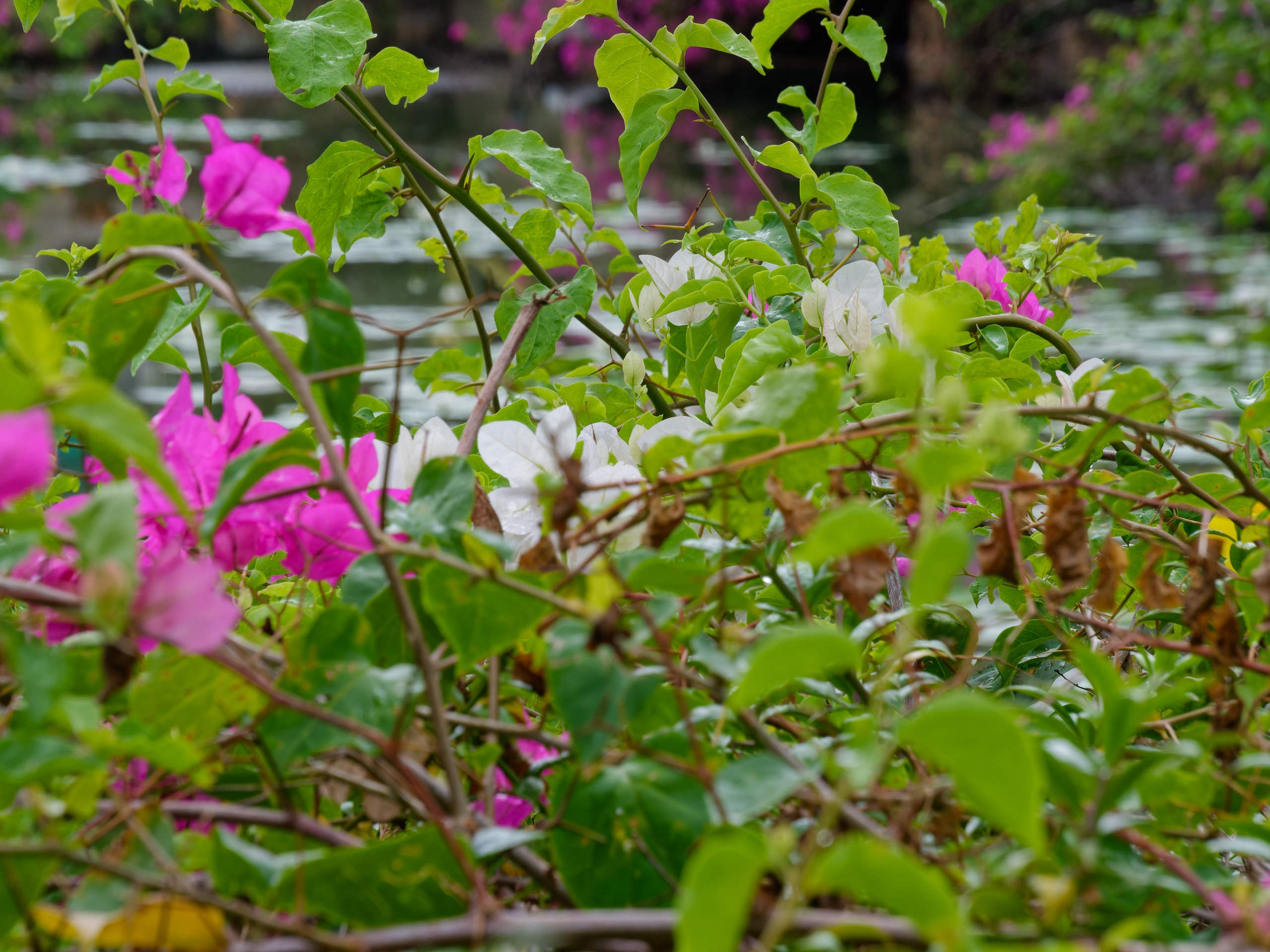 Нячанг 2025 (4). Избранные фотографии