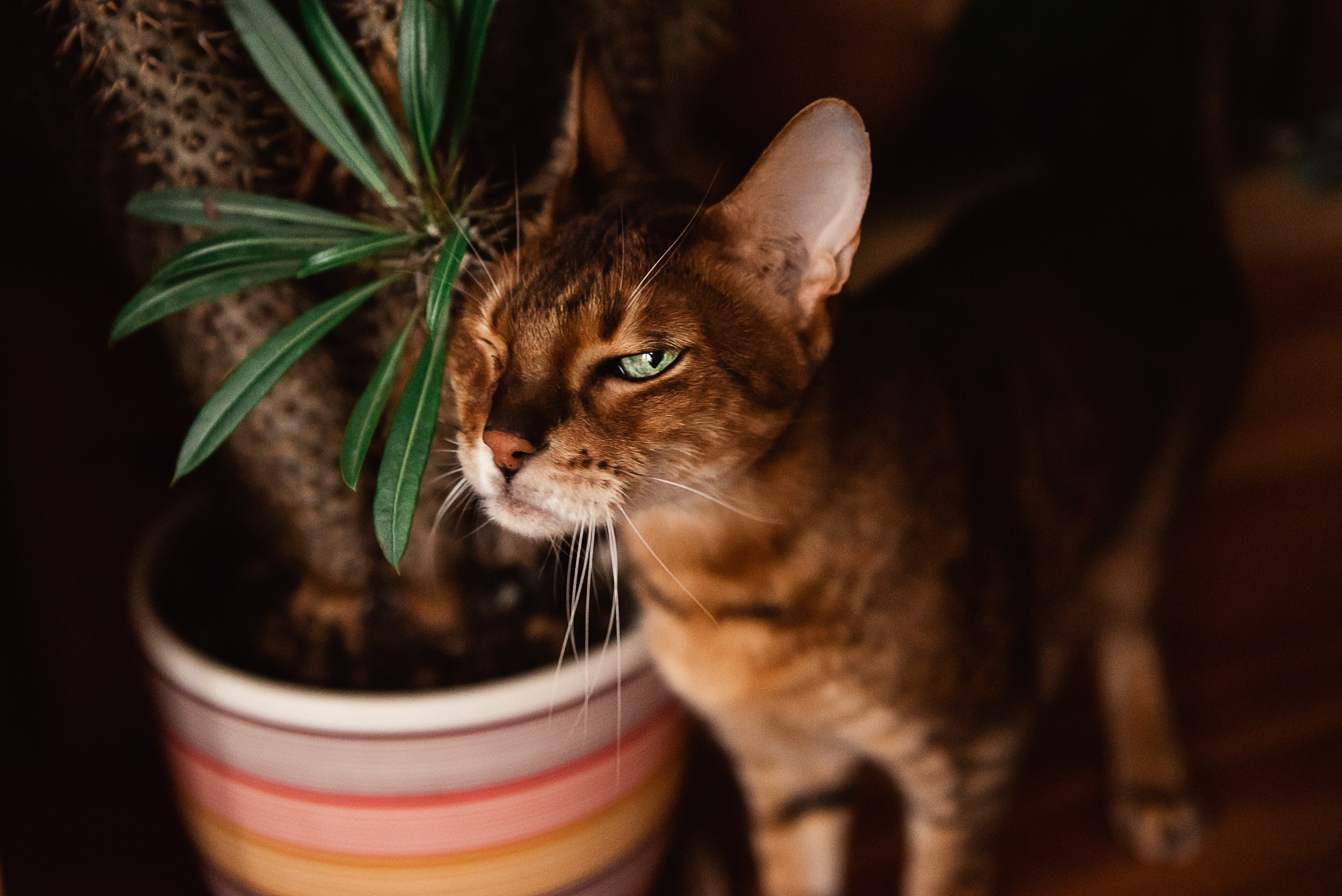 Квартира с картинами. Алиса, Андрей и их пушистая семья. Семейный Фотограф в Москве Ирина Хохлова