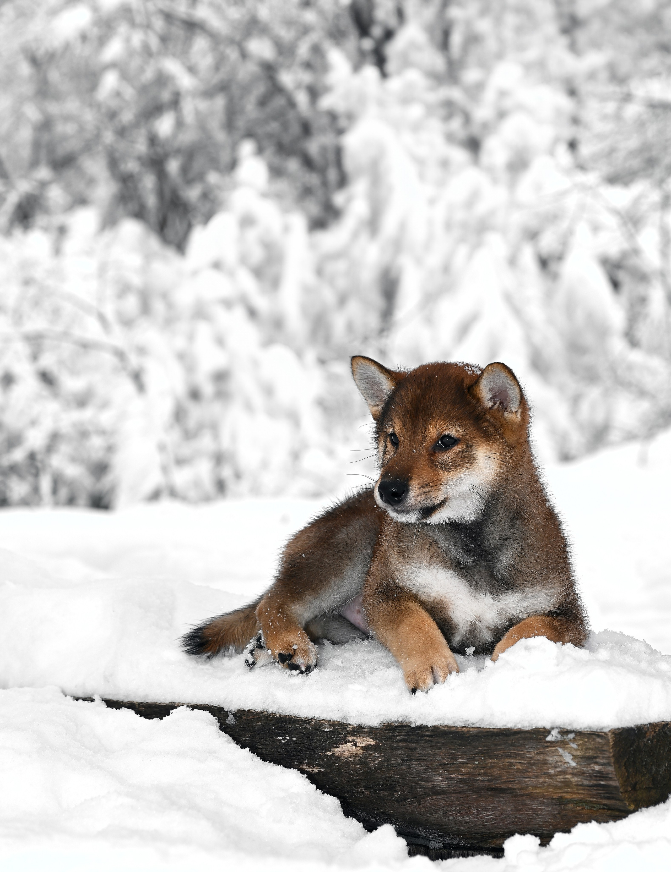 Фотосессия собак, щенков,. Предметная фото и видеосъемка в Саратове| Профессиональный фотограф