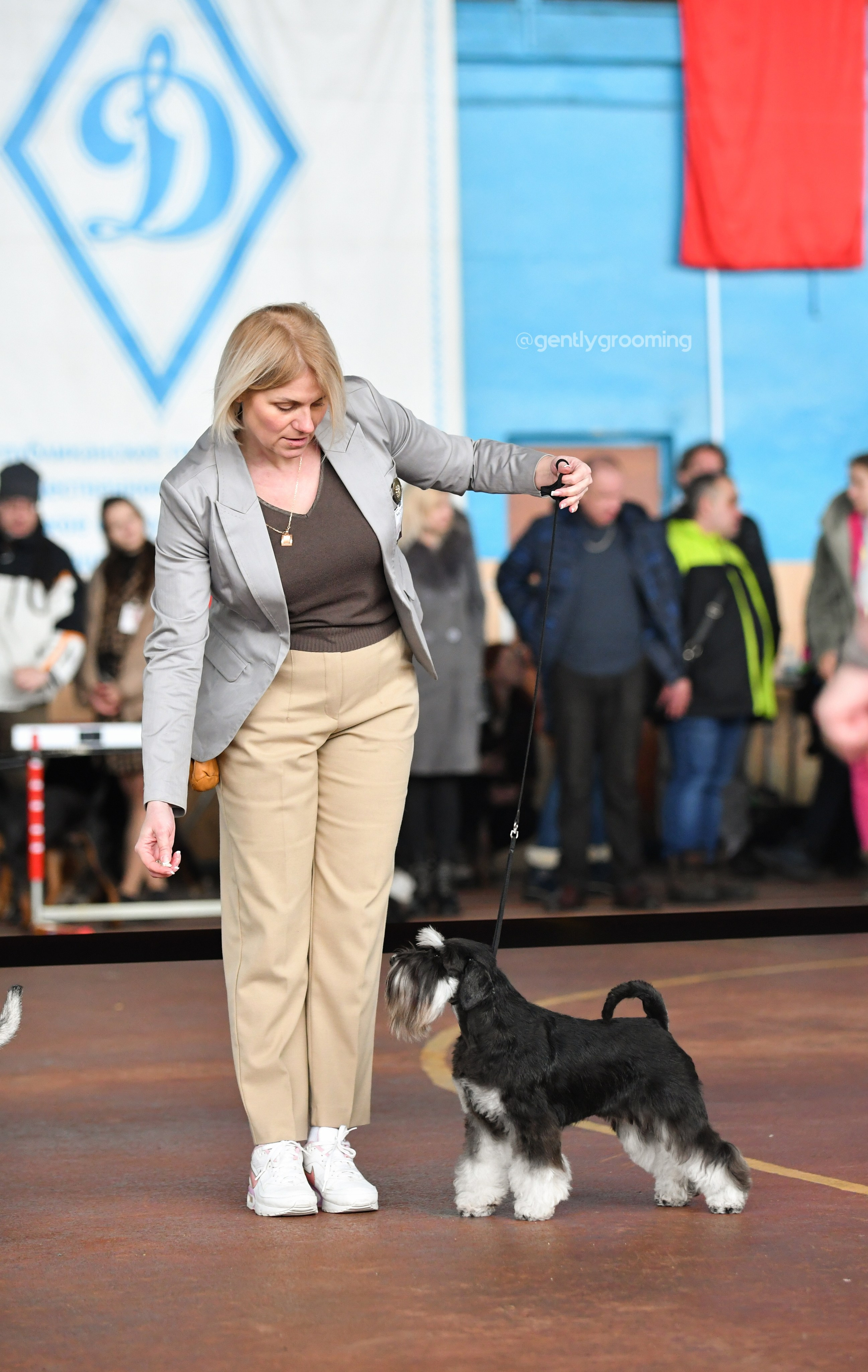 Питомник Делинсо Бэлэнс, щенки цвергшнауцера, купить щенка цвергшнауцера, питомник цвергшнауцеров, кобель цвергшнауцера для вязки, щенок цвергшнауцера, питомник цвергшнауцеров, черный с серебром, цверг, лучший питомник в беларуси