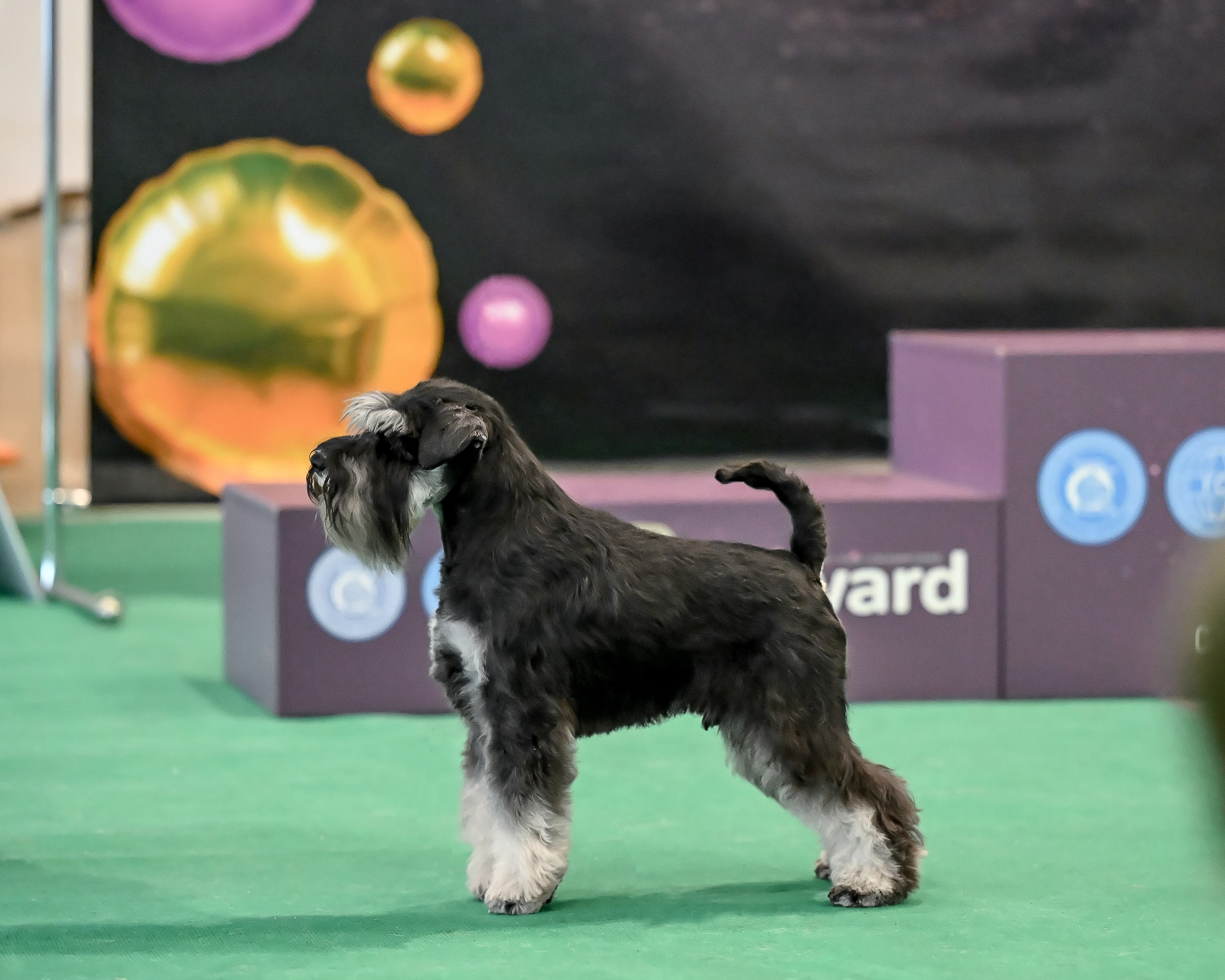 Цафир/ Delinso Balance Сzafir Lumier. Питомник цвергшнауцеров в Беларуси «Делинсо Бэлэнс»