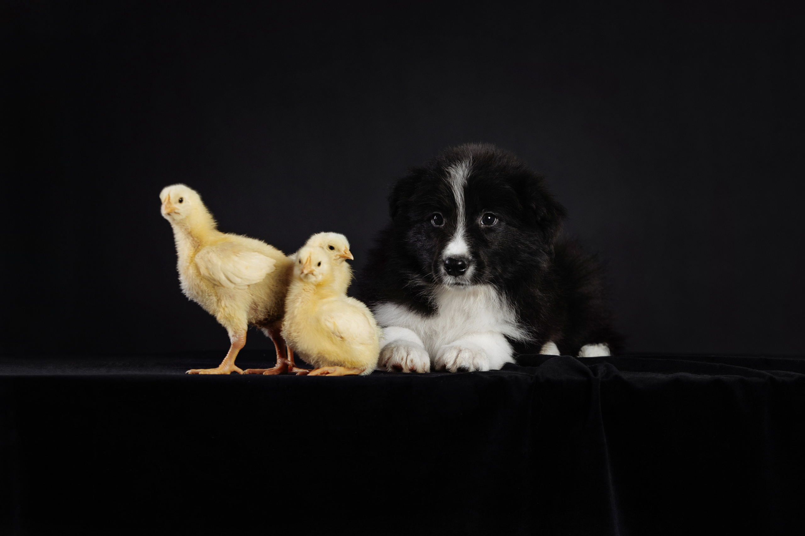 С цыпами. О нас