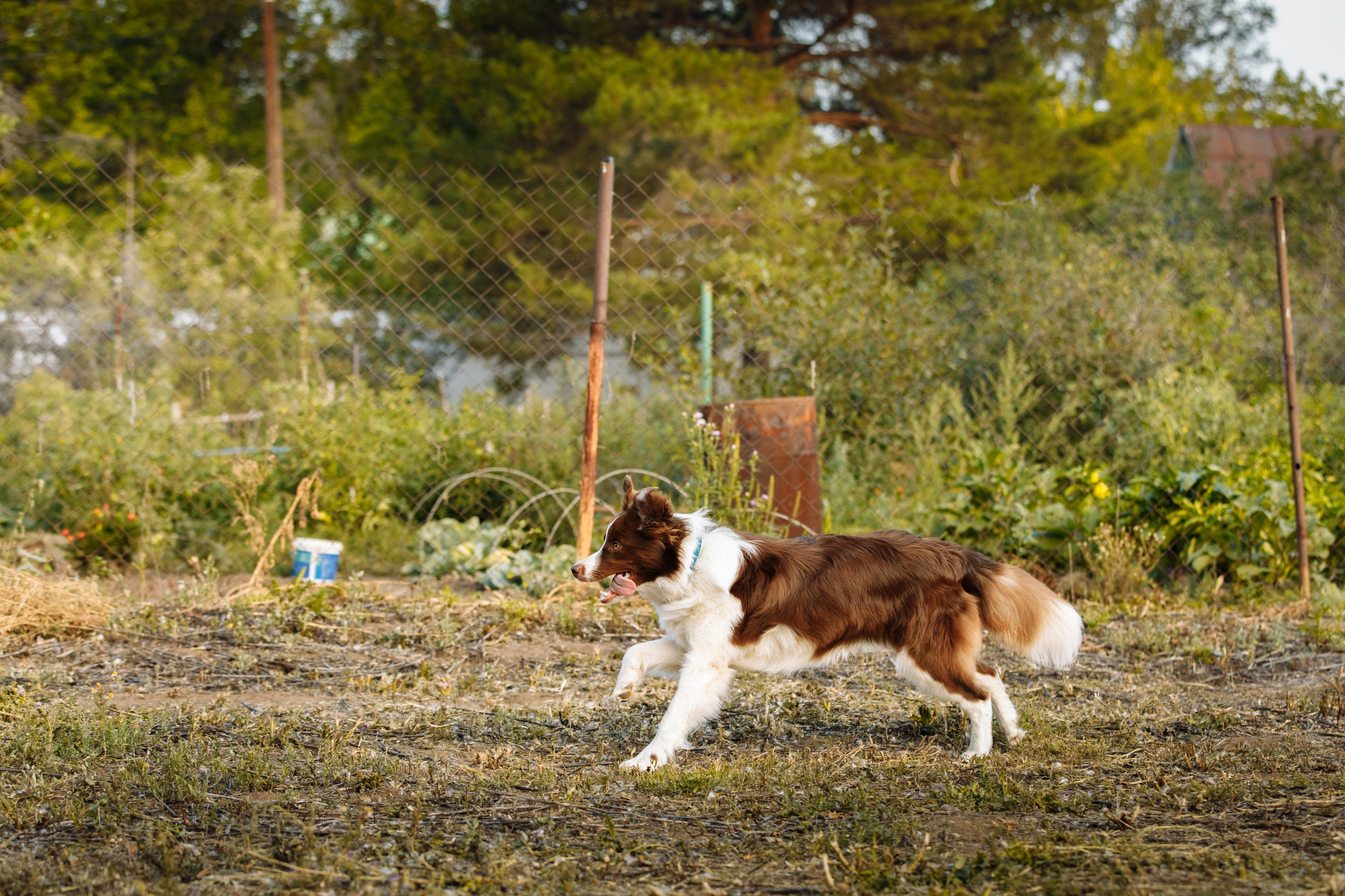 Овечий день. О нас