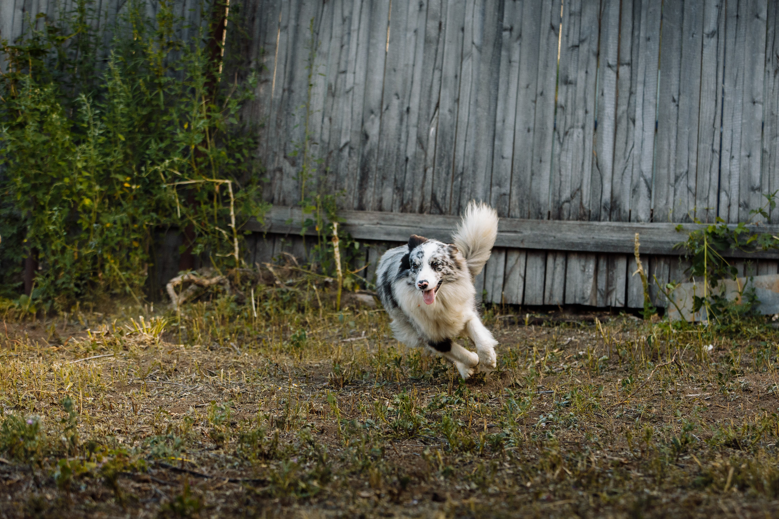 Овечий день. О нас