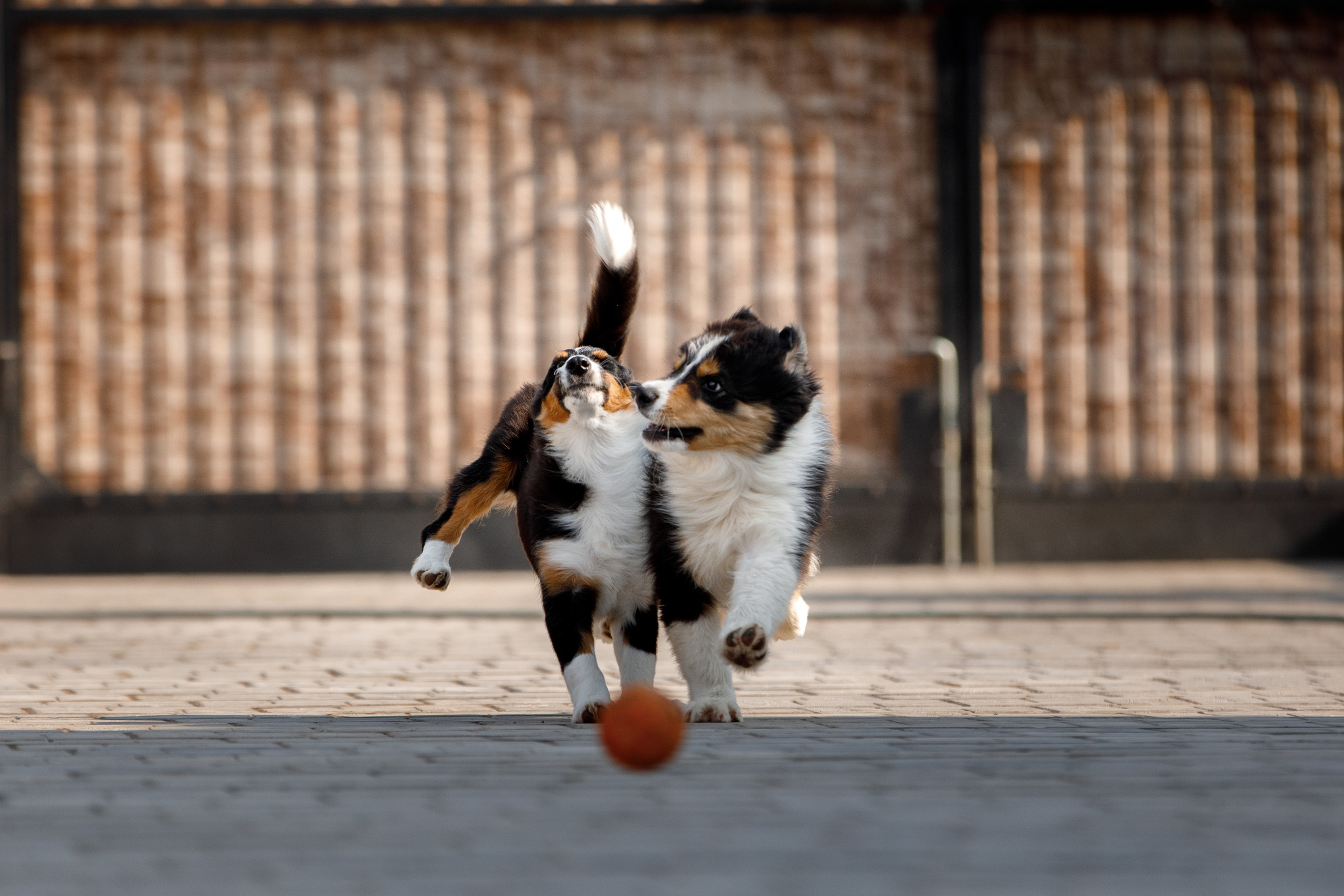 Смешарики. О нас