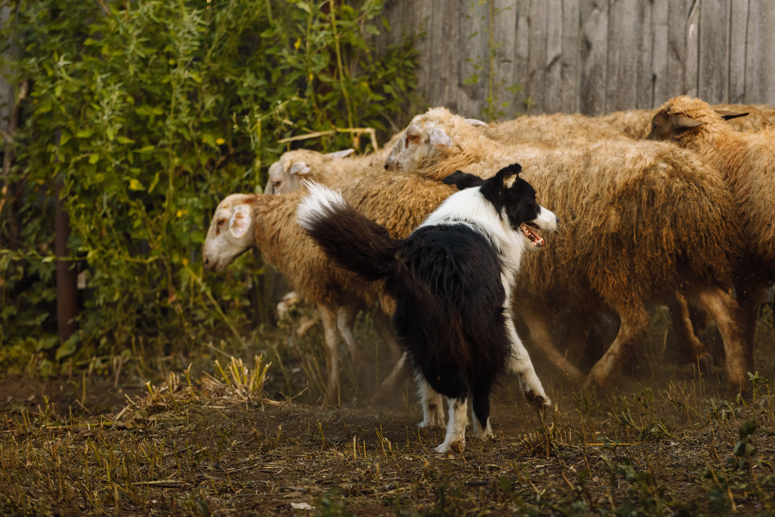Овечий день. О нас