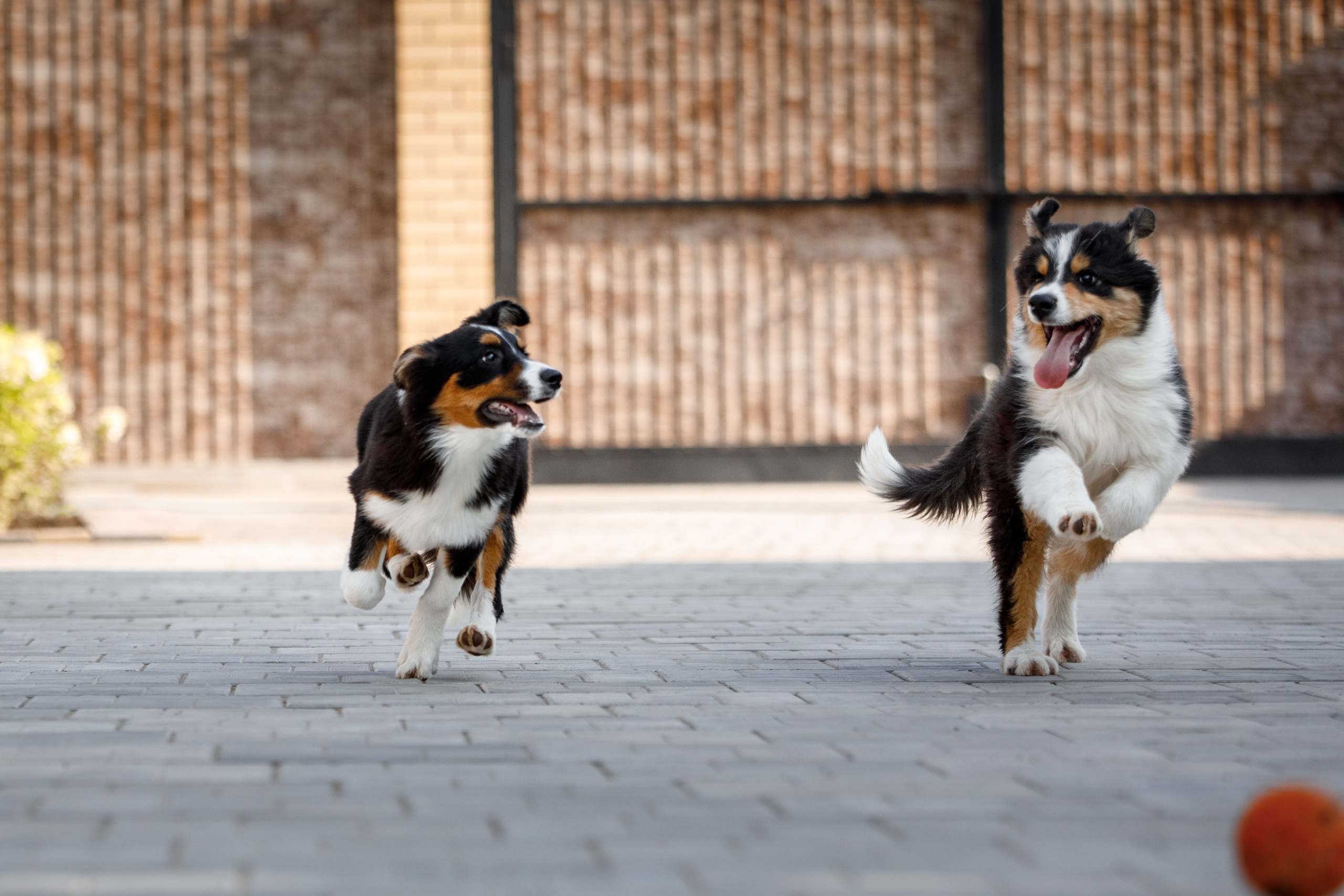 Смешарики. О нас