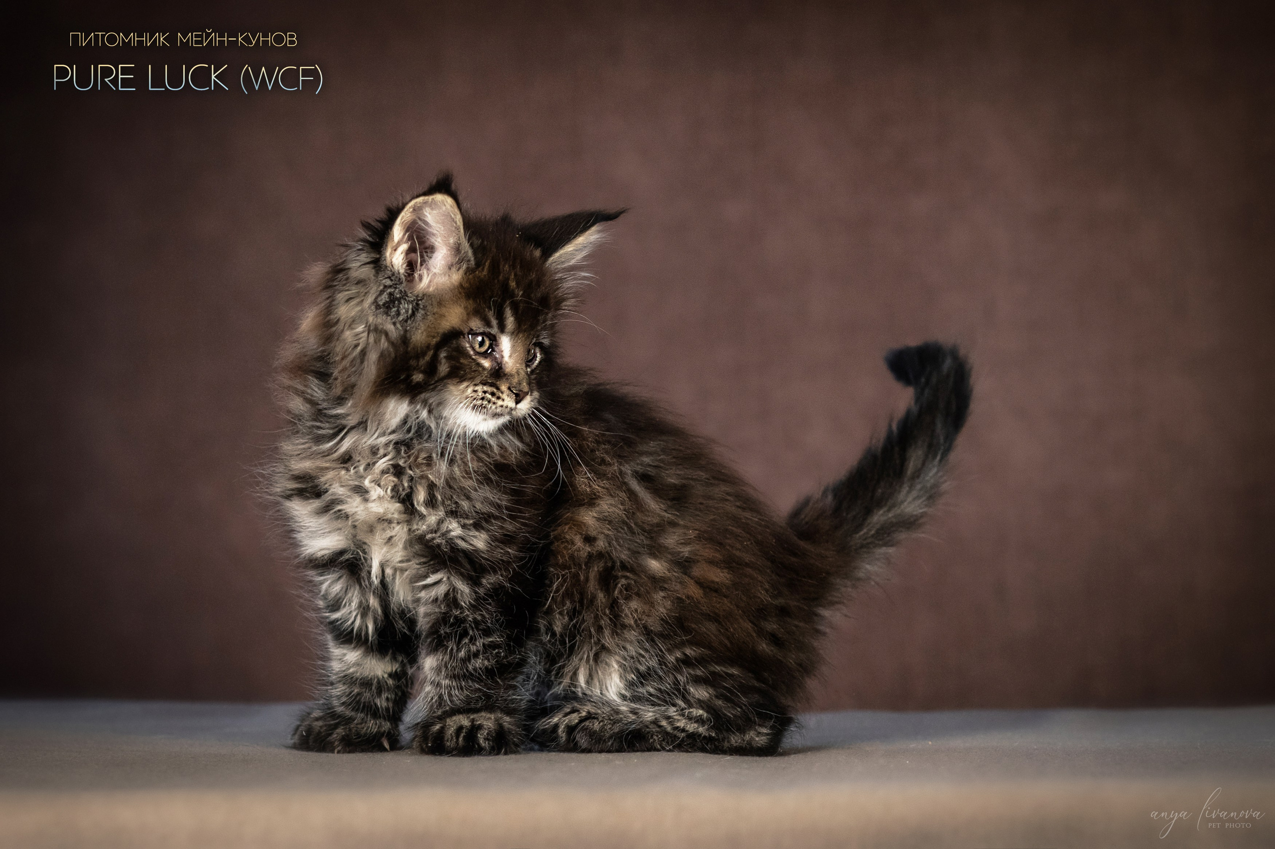 Мейнкуны. Фотограф анималист Аня Ливанова | Рыбинск