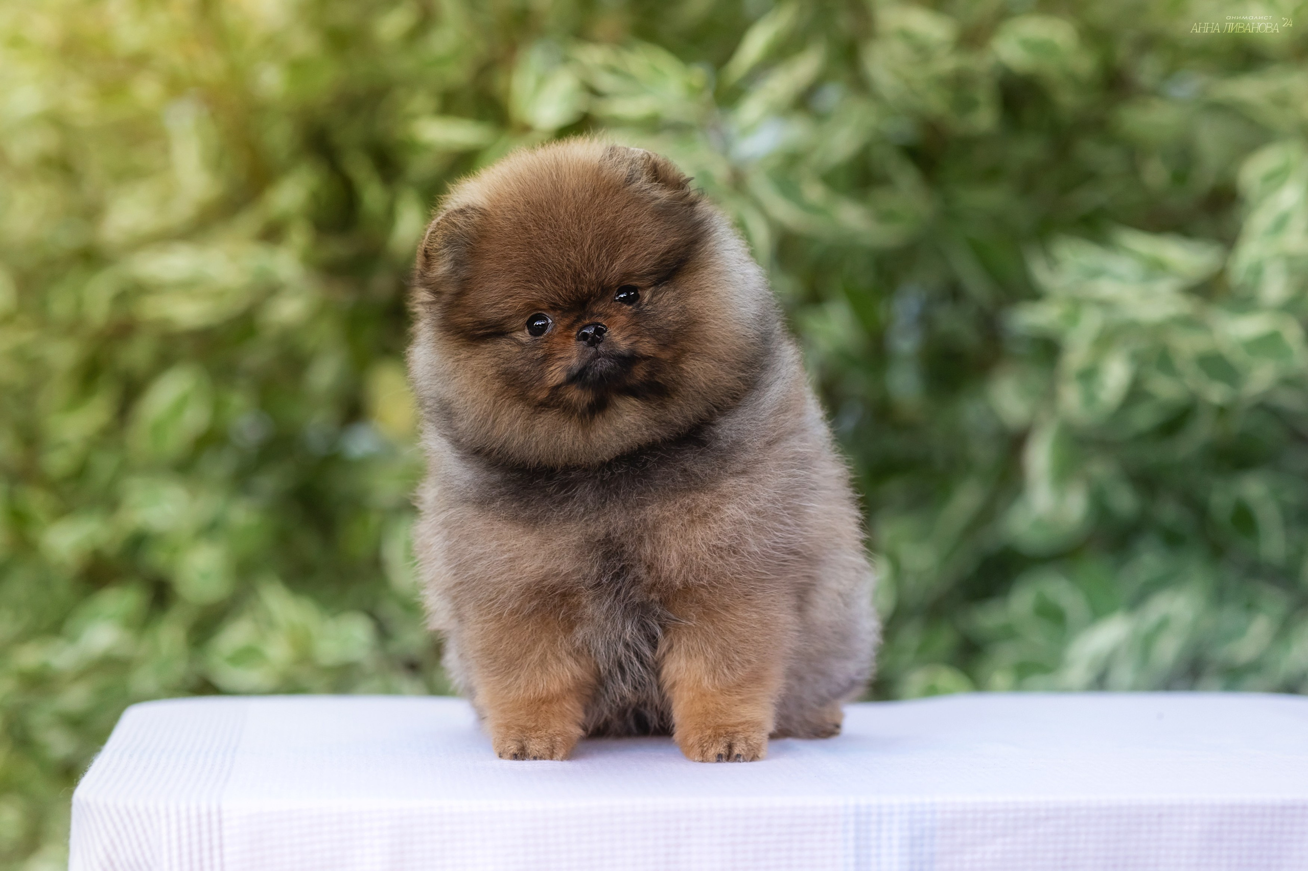 Шпицулики. Фотограф анималист Аня Ливанова | Рыбинск