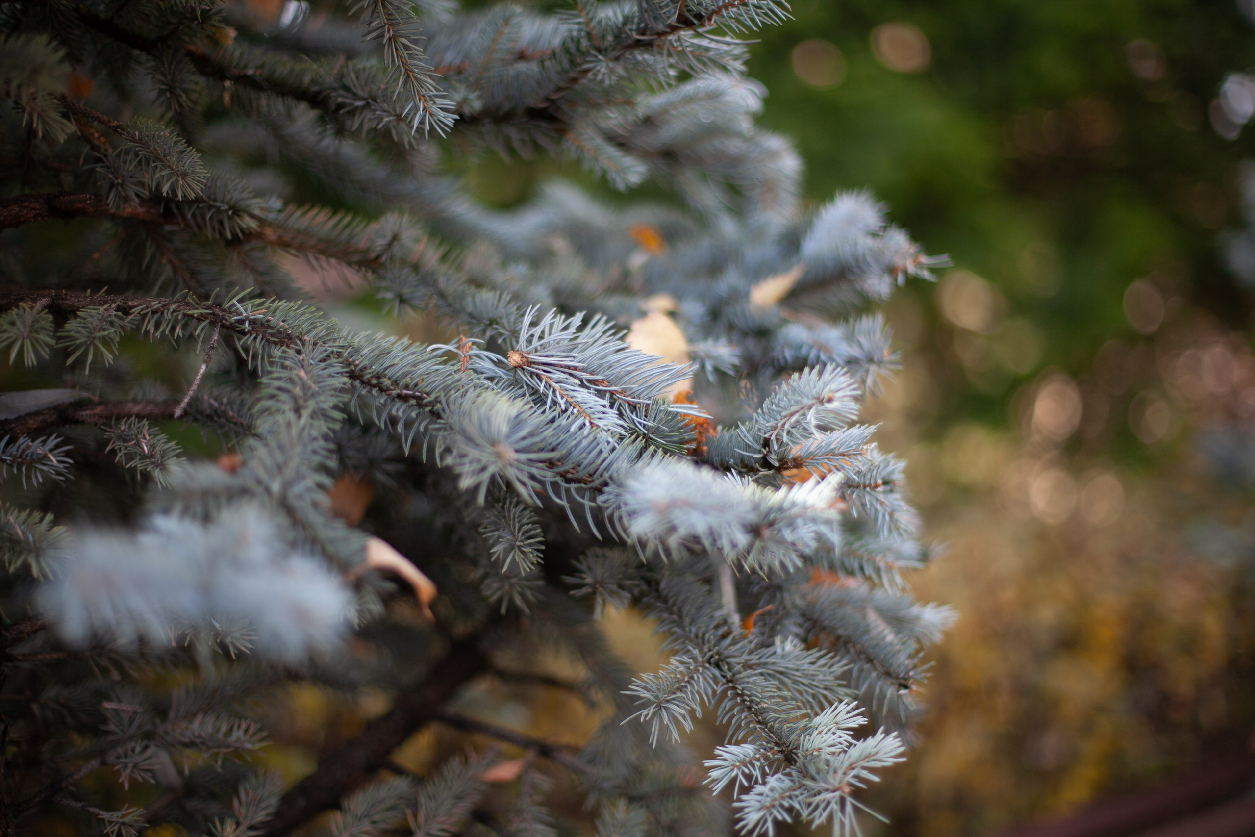 Сады Мечты. Контент для сайта. Фотограф Дарья Локотко в Красноярске