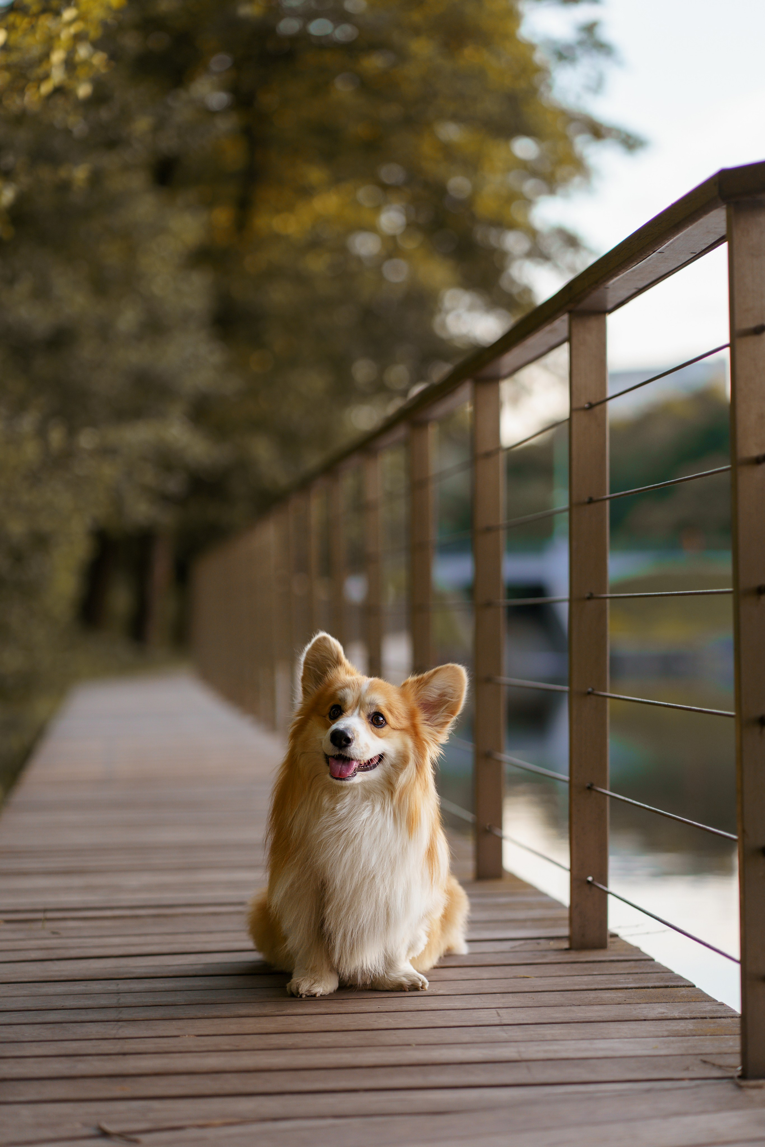 Катя, Арсений и Пух. Свадебный фотограф в Москве Анна Полушина