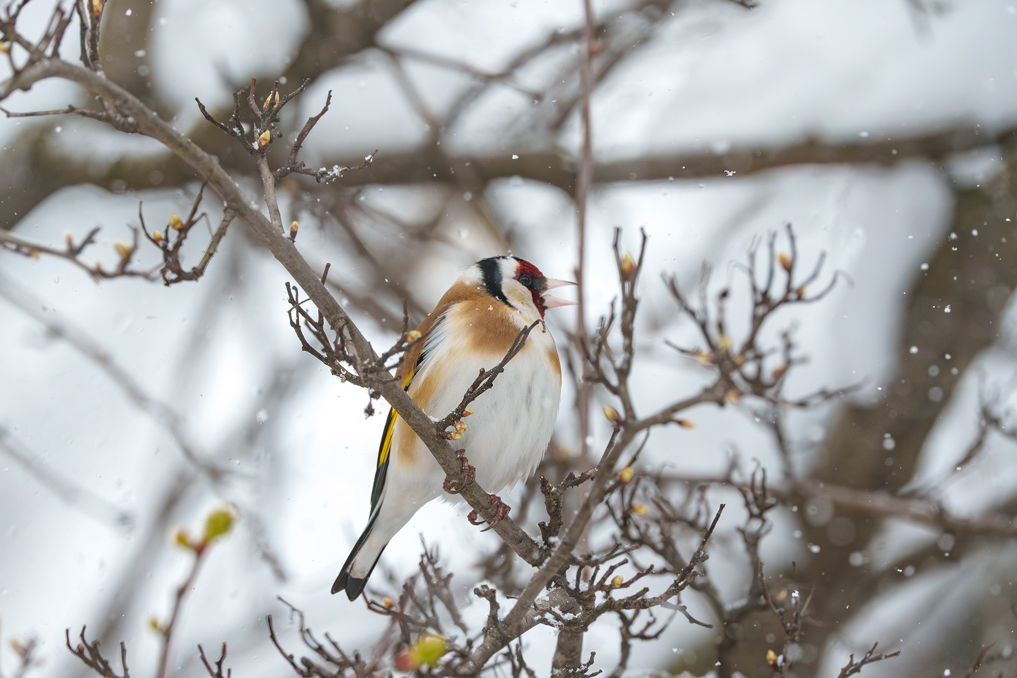 Удивительные мир птиц. Вокруг нас столько прекрасного — присмотритесь!. Ваш личный фотограф Марина Волкова