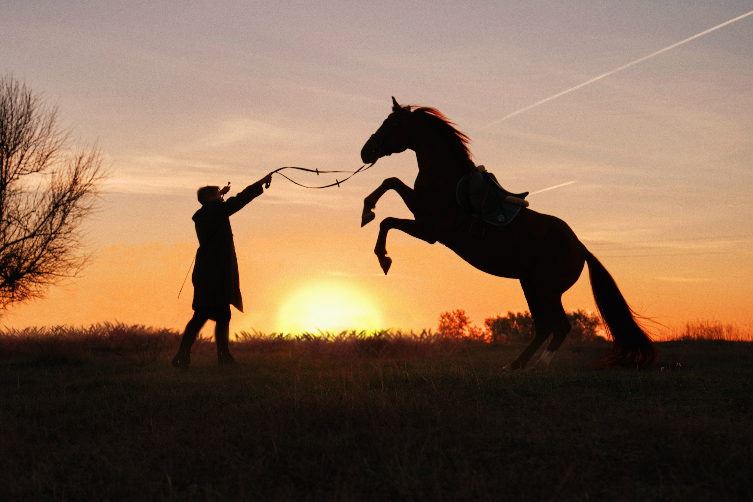 📸 Фотосессия с лошадьми в Самаре — Воплоти мечты в реальность! 🐴
