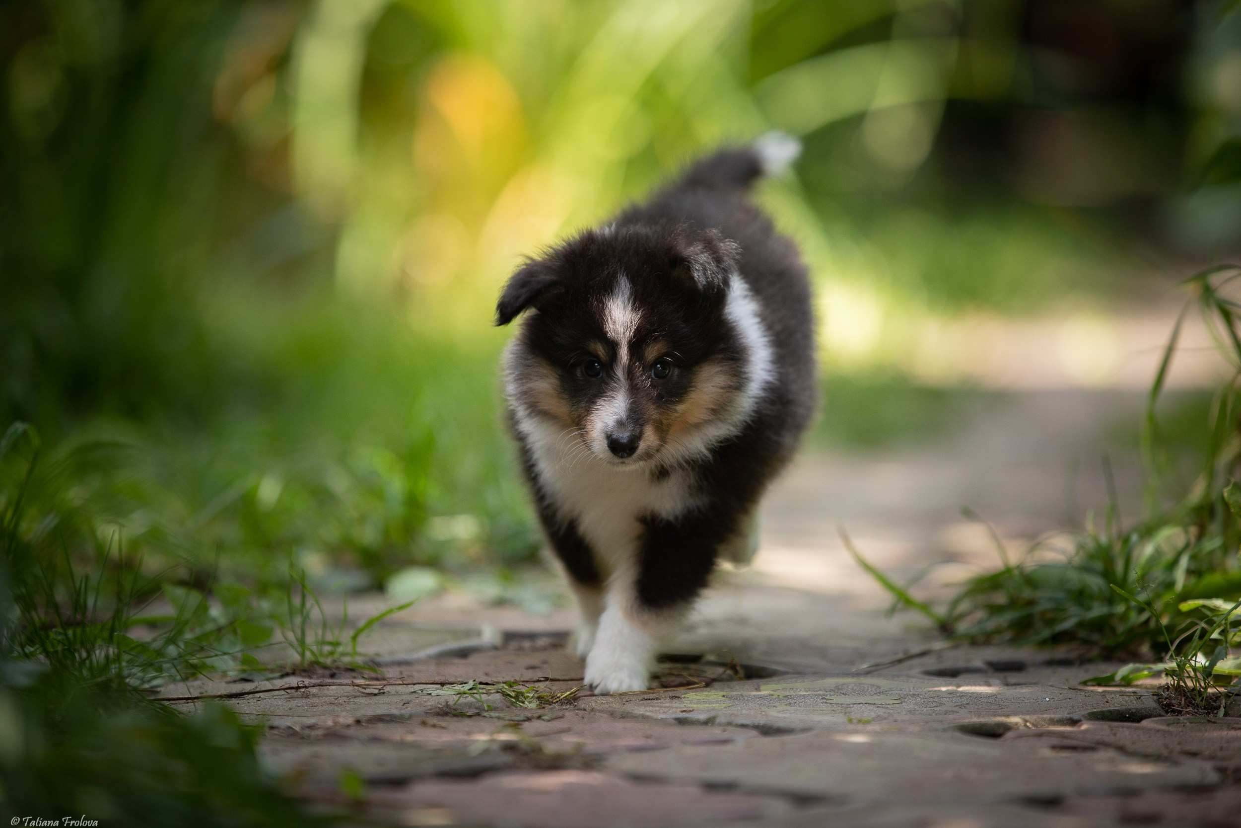 Фото помета щенков для продажи. Фотограф-анималист в Москве и Московской области Татьяна Фролова