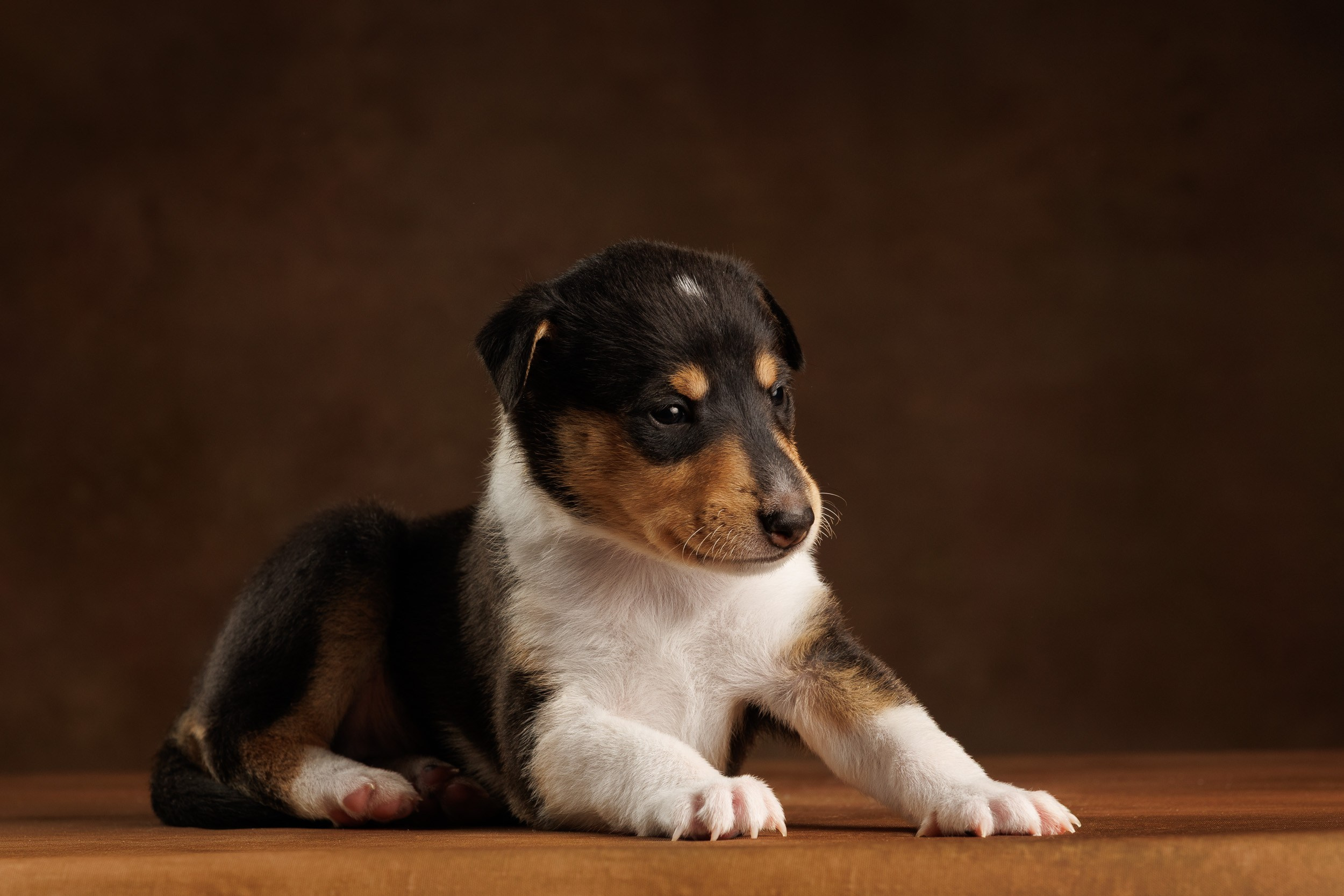 Триколор на коричневом. Фотограф-анималист в Москве и Московской области Татьяна Фролова
