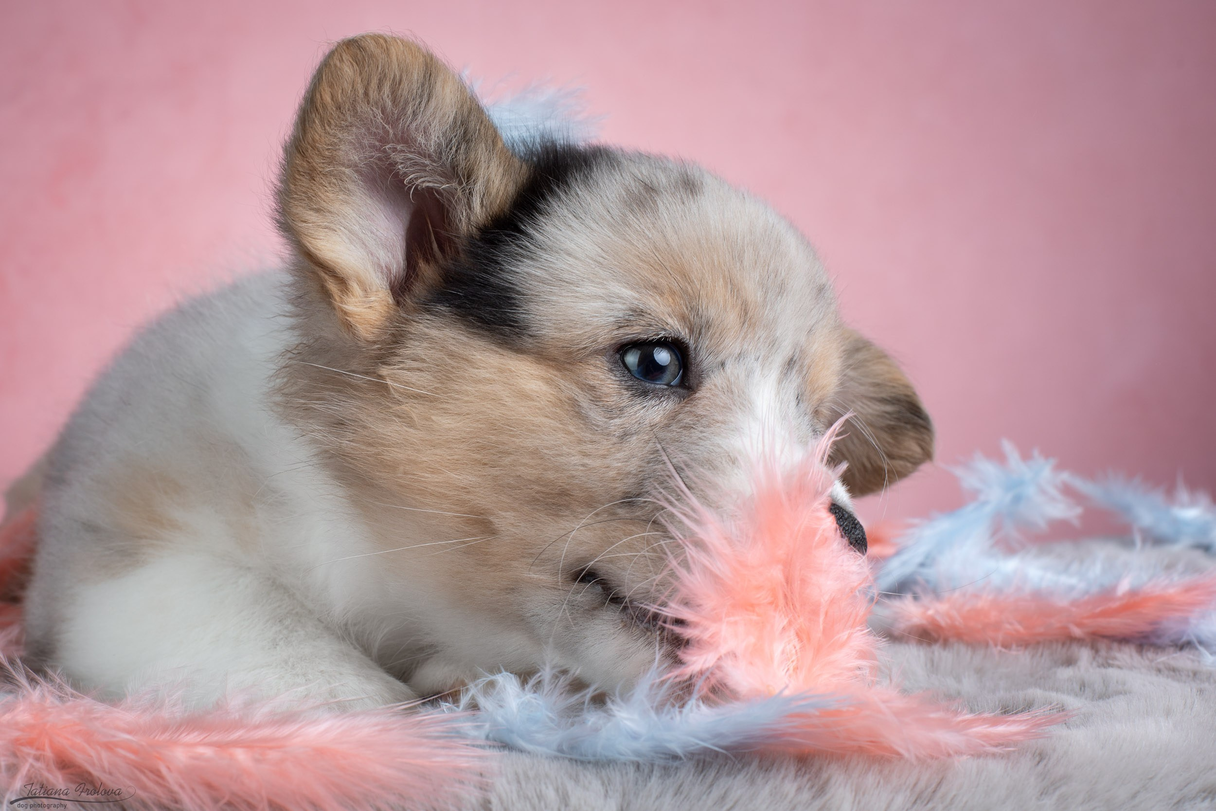 Съемка щенков на розовом фоне. Фотограф-анималист в Москве и Московской области Татьяна Фролова