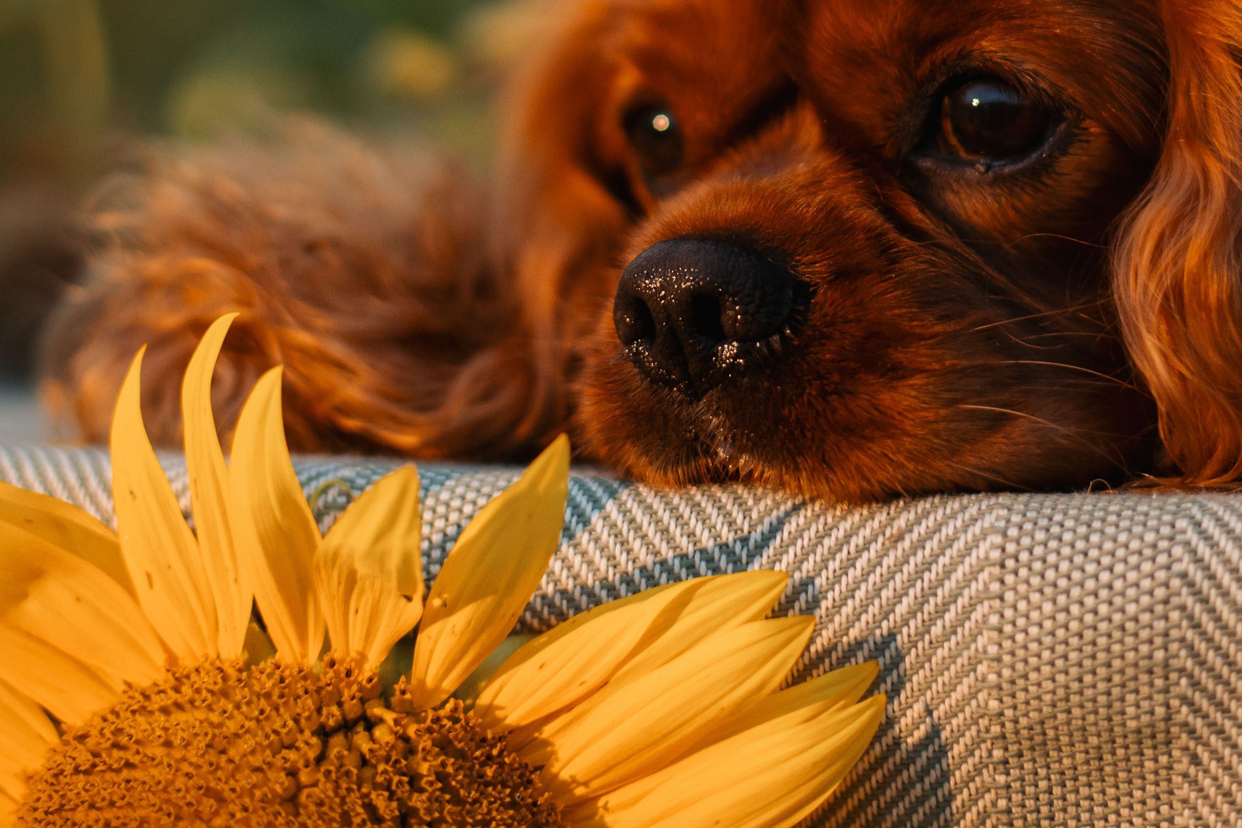 Фотосъёмка в поле подсолнухов на закате. Фотограф-анималист в Москве и Московской области Татьяна Фролова