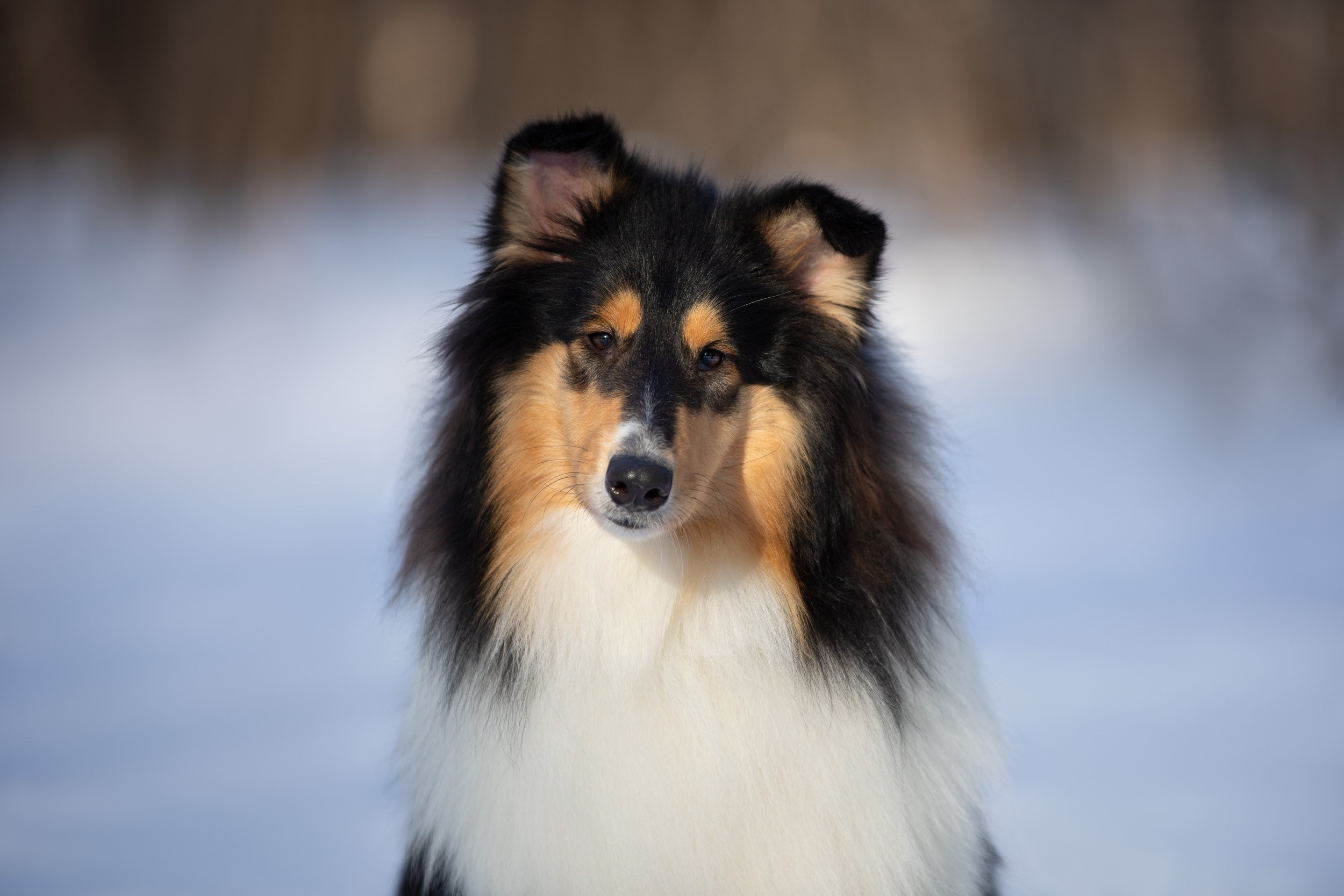 Фотопрогулка с собаками в Царицыно. Фотограф-анималист в Москве и Московской области Татьяна Фролова