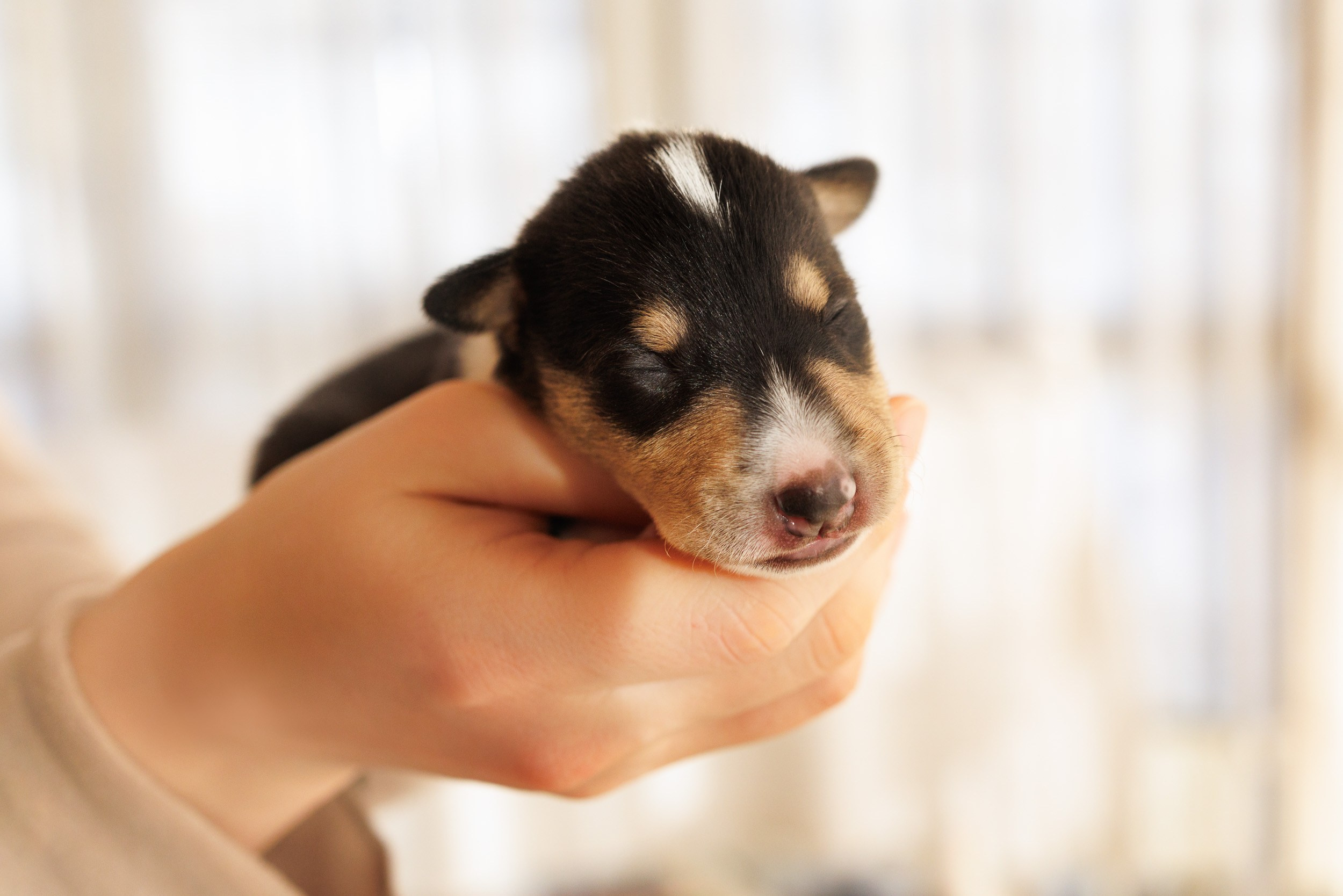 Короткошерстные колли в 2 недели. Фотограф-анималист в Москве и Московской области Татьяна Фролова