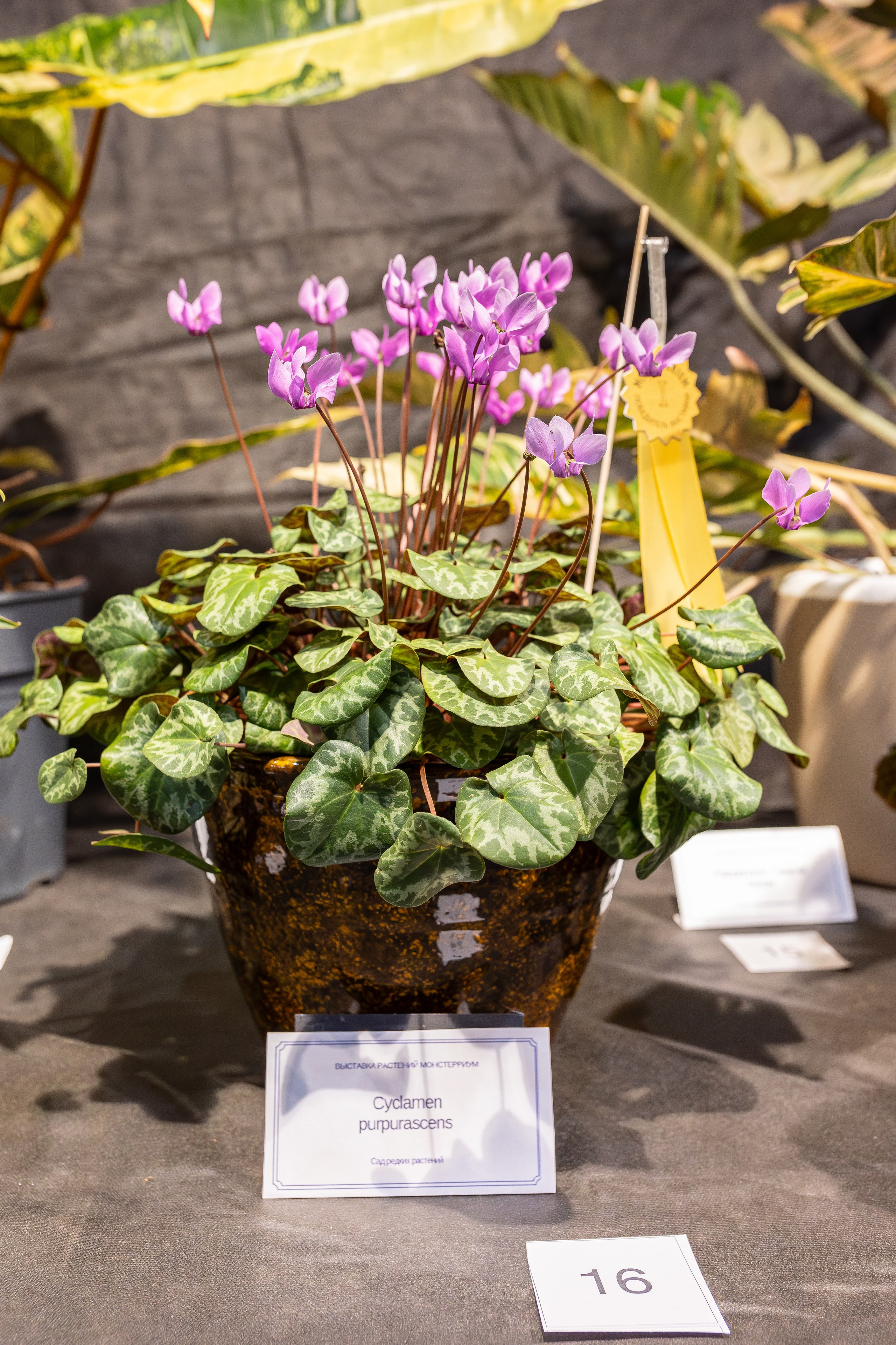 Монстериум апрель 2026. Александра Куликова фотограф, Москва