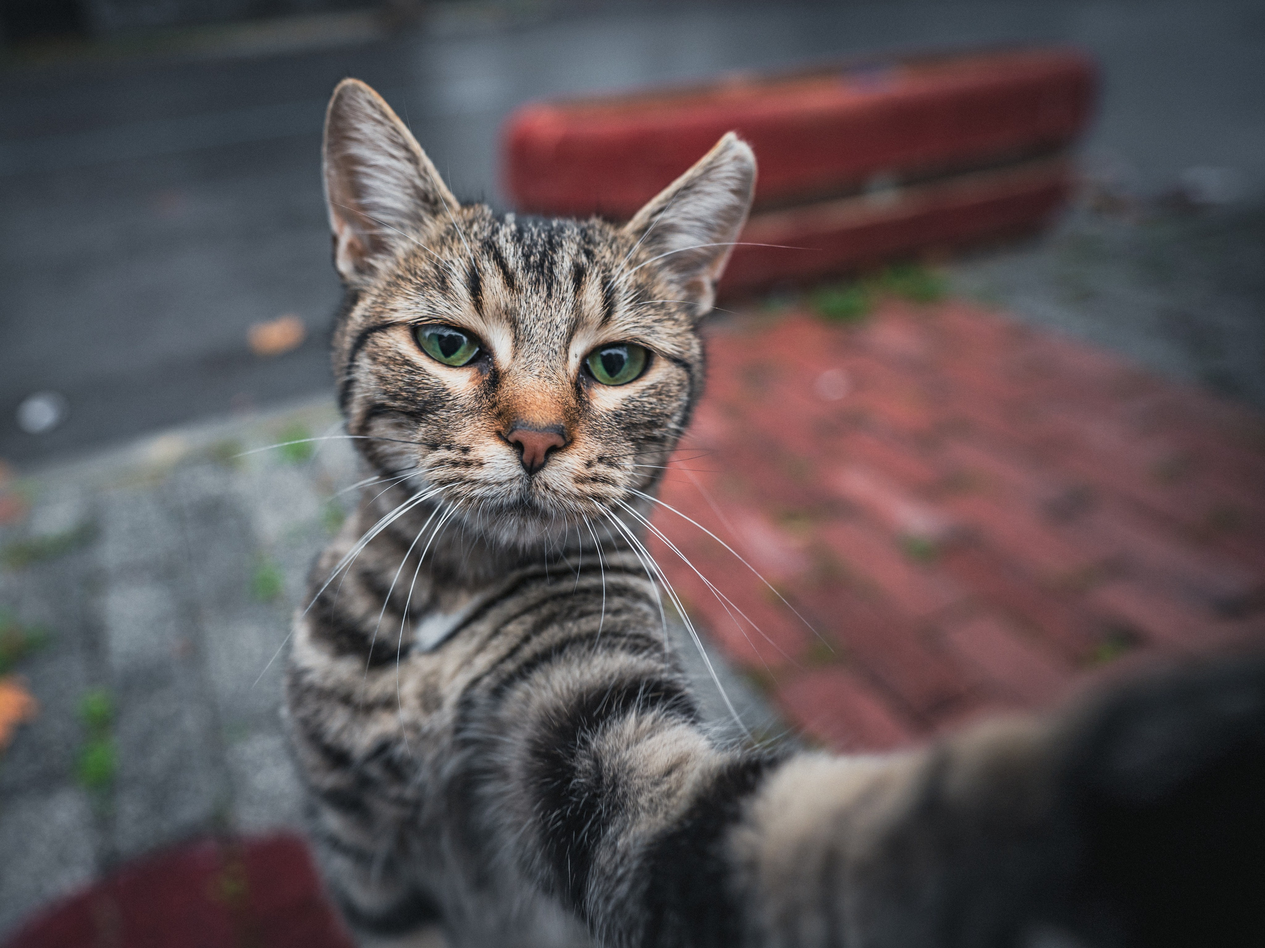 Животные. Репортажный фотограф в Краснодаре Рындин Дмитрий
