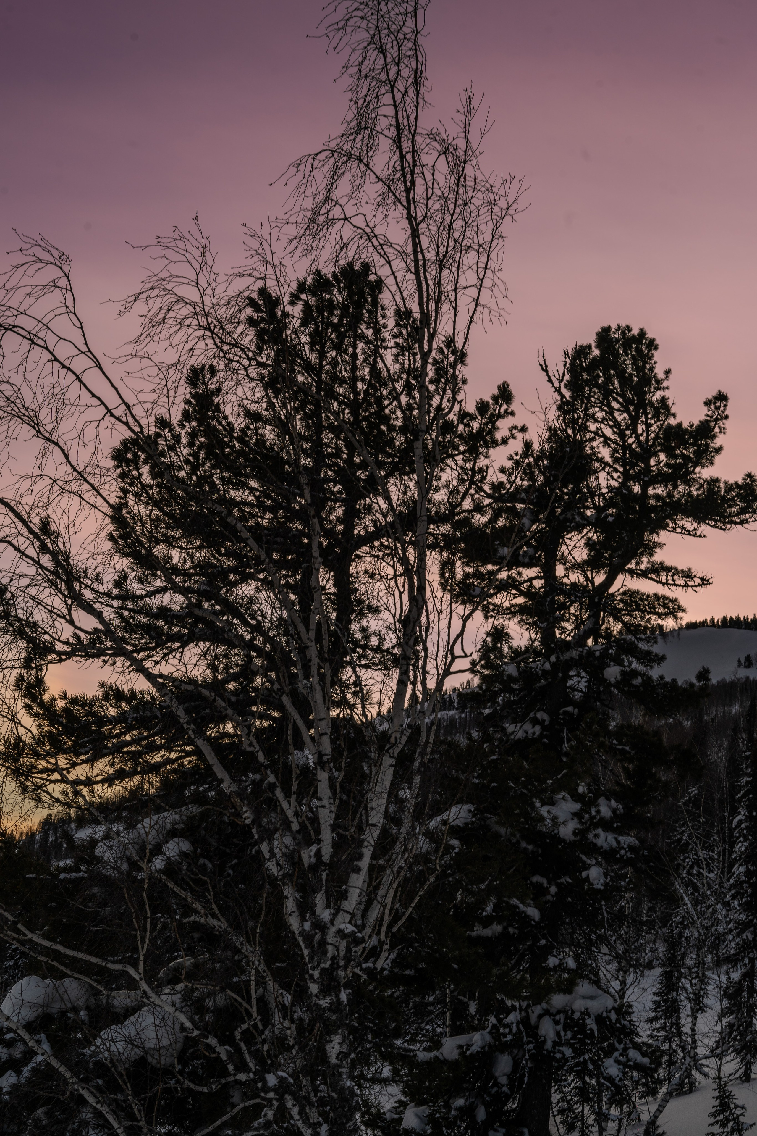 Mountain Patrol. Анастасия Паршукова — фотограф Шерегеш Новосибирск