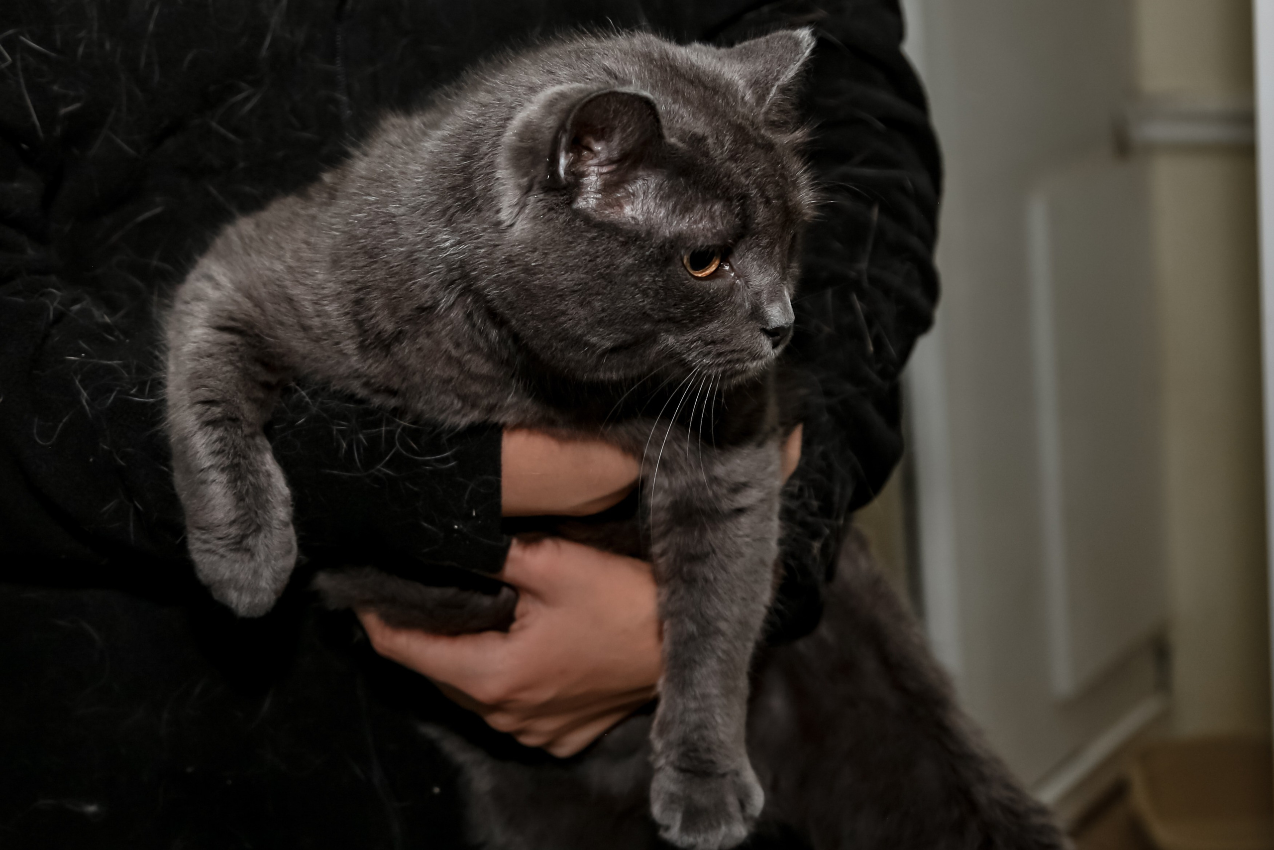 Приют Кошкин Дом Филимоша. Ваш фотограф в Оренбурге Рощупкина Екатерина