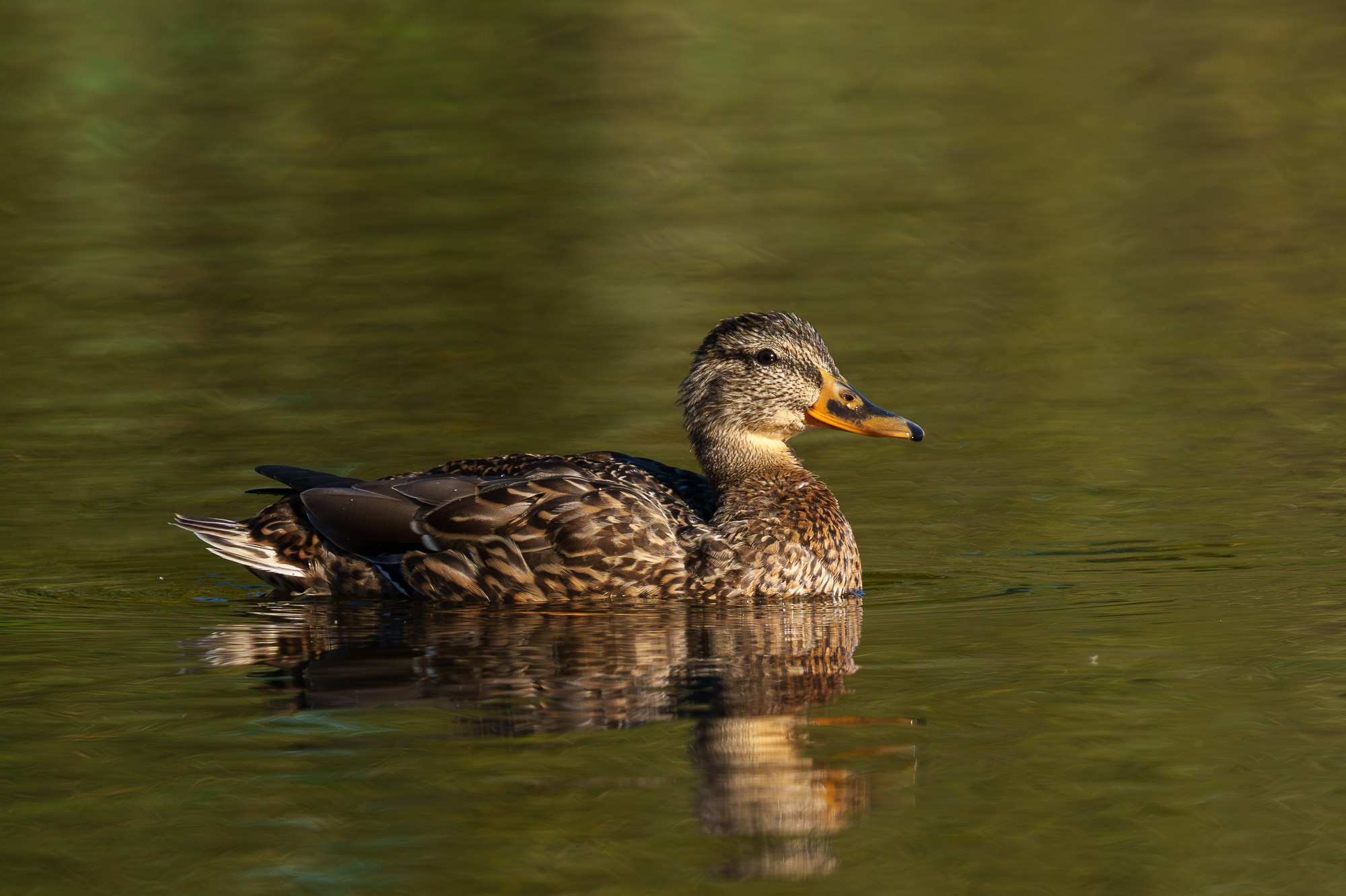 Удивительные мир птиц. Вокруг нас столько прекрасного — присмотритесь!. Ваш личный фотограф Марина Волкова