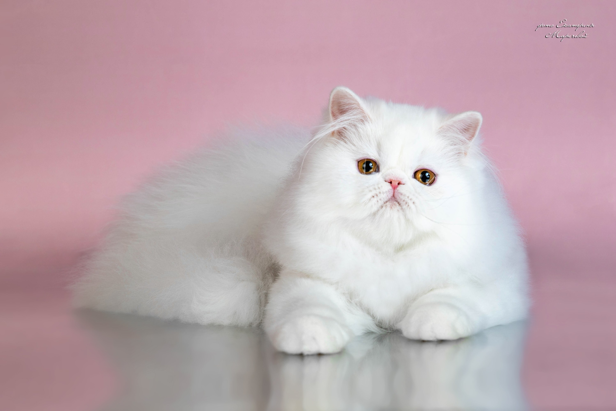 Стендовая съёмка на выставках кошек. Фотограф-анималист в Омске Екатерина Маричева