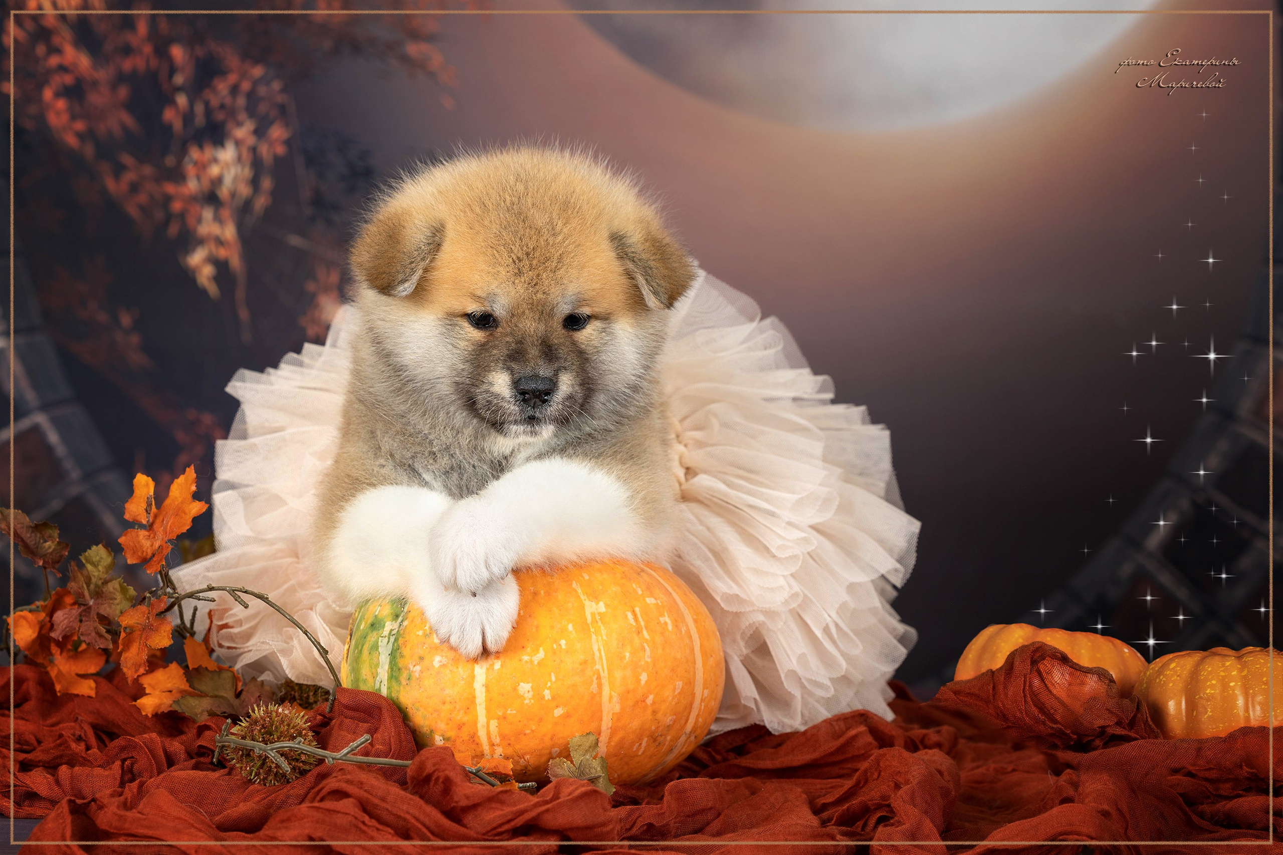 Тематические фоны с рисунком. Фотограф-анималист в Омске Екатерина Маричева