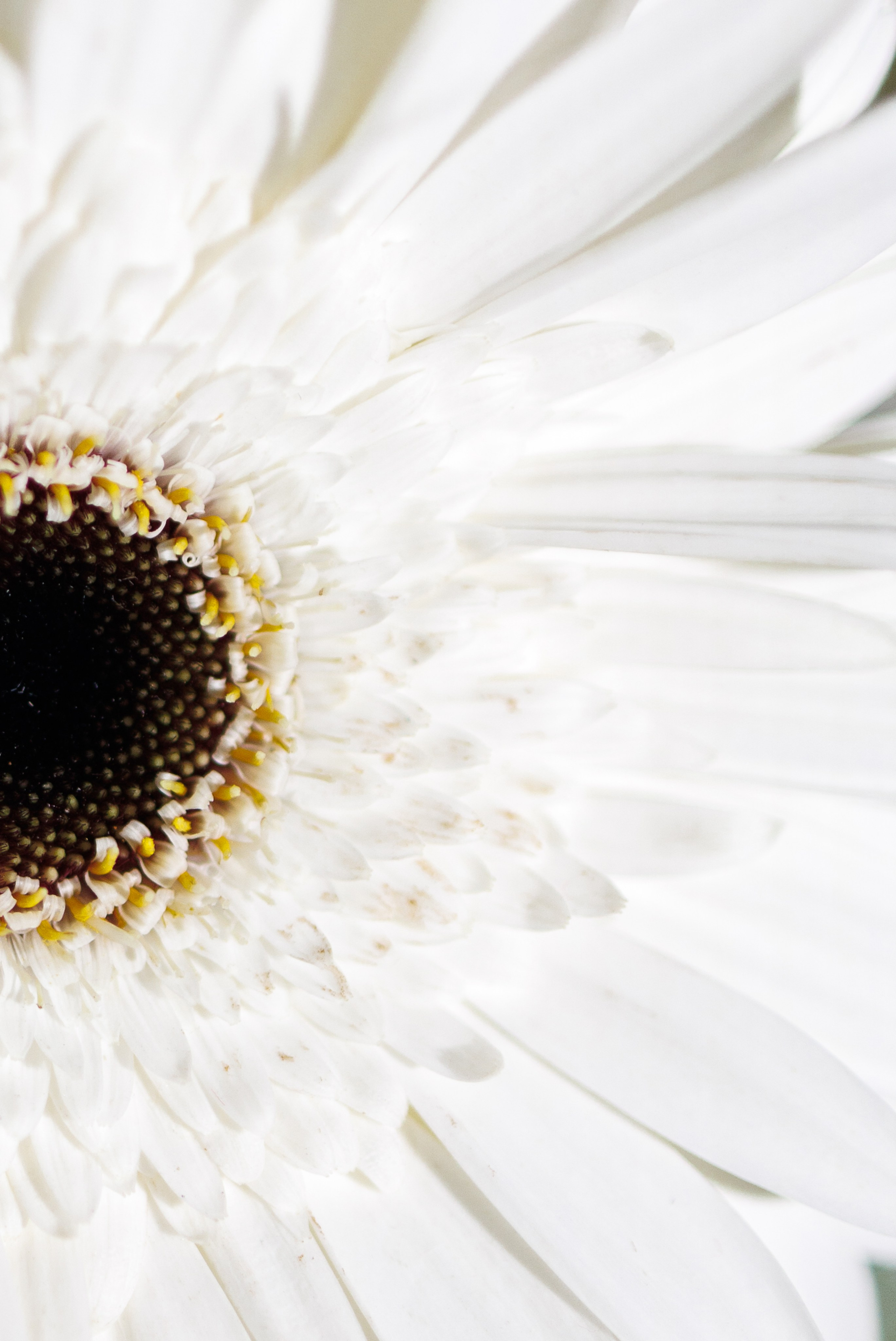 Свадебный и семейный фотограф Харольцева Наталья