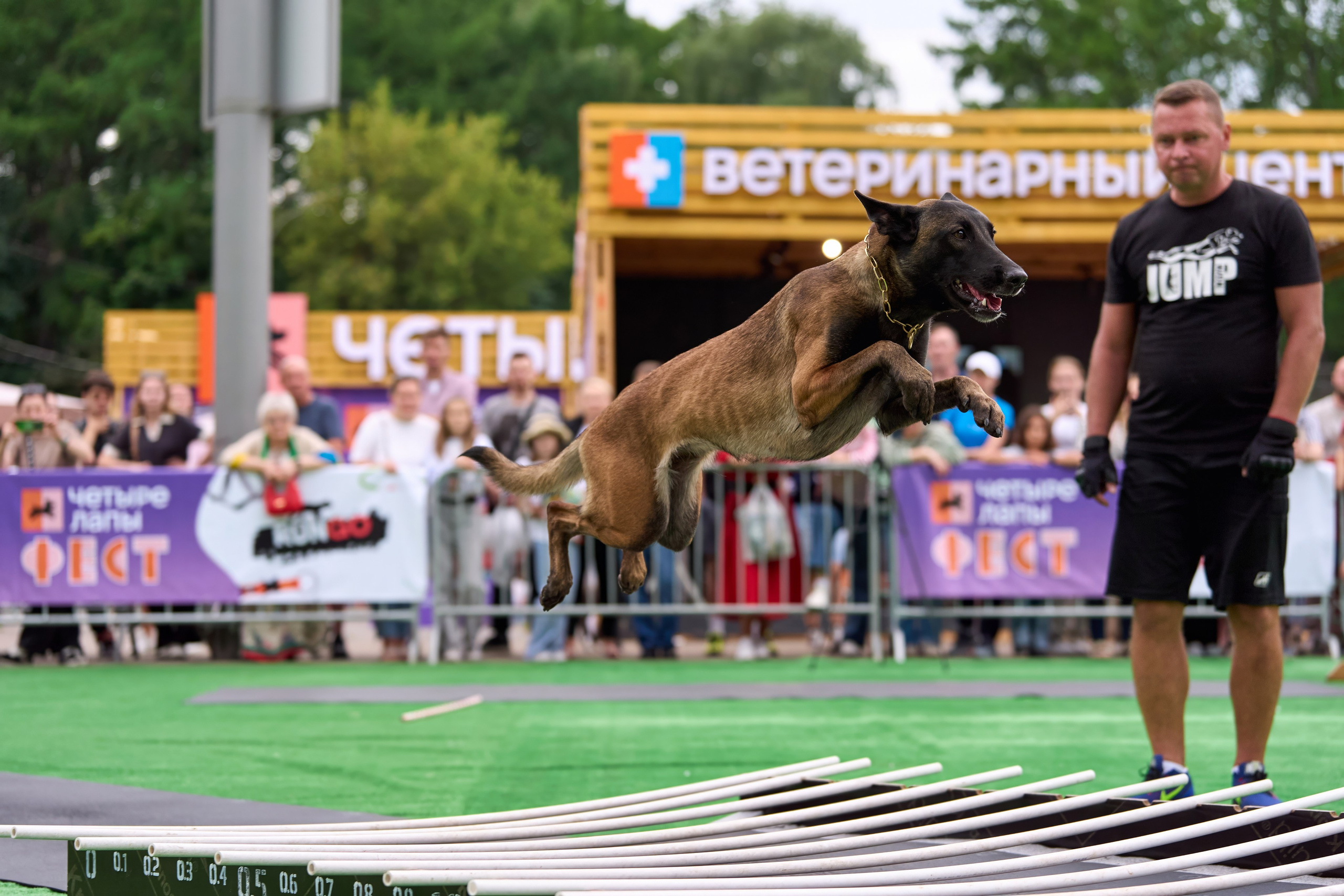 4 лапы Фест. Многоборье. Фотограф-анималист Михаил Манухин
