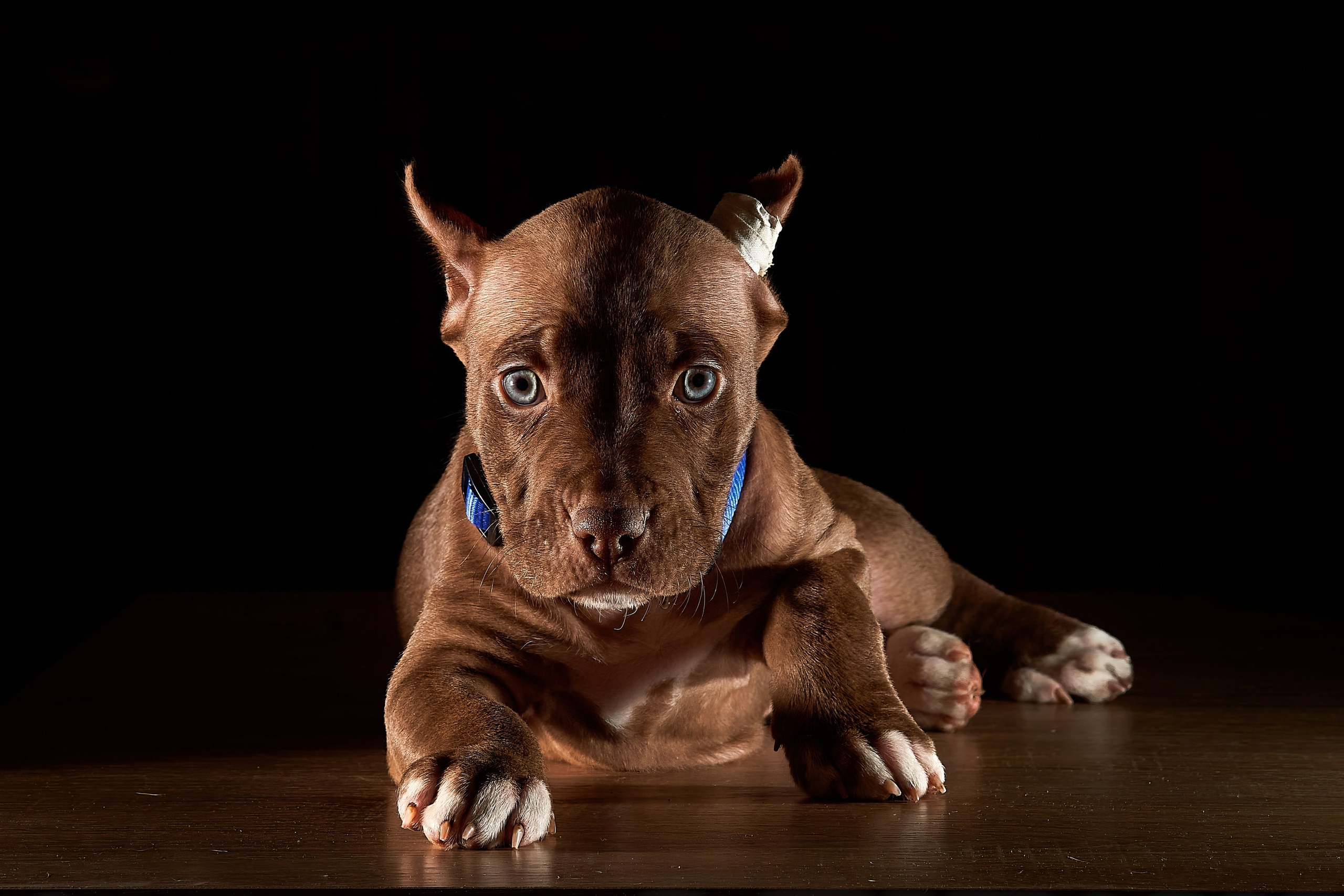 Щенки. Фотограф-анималист Михаил Манухин