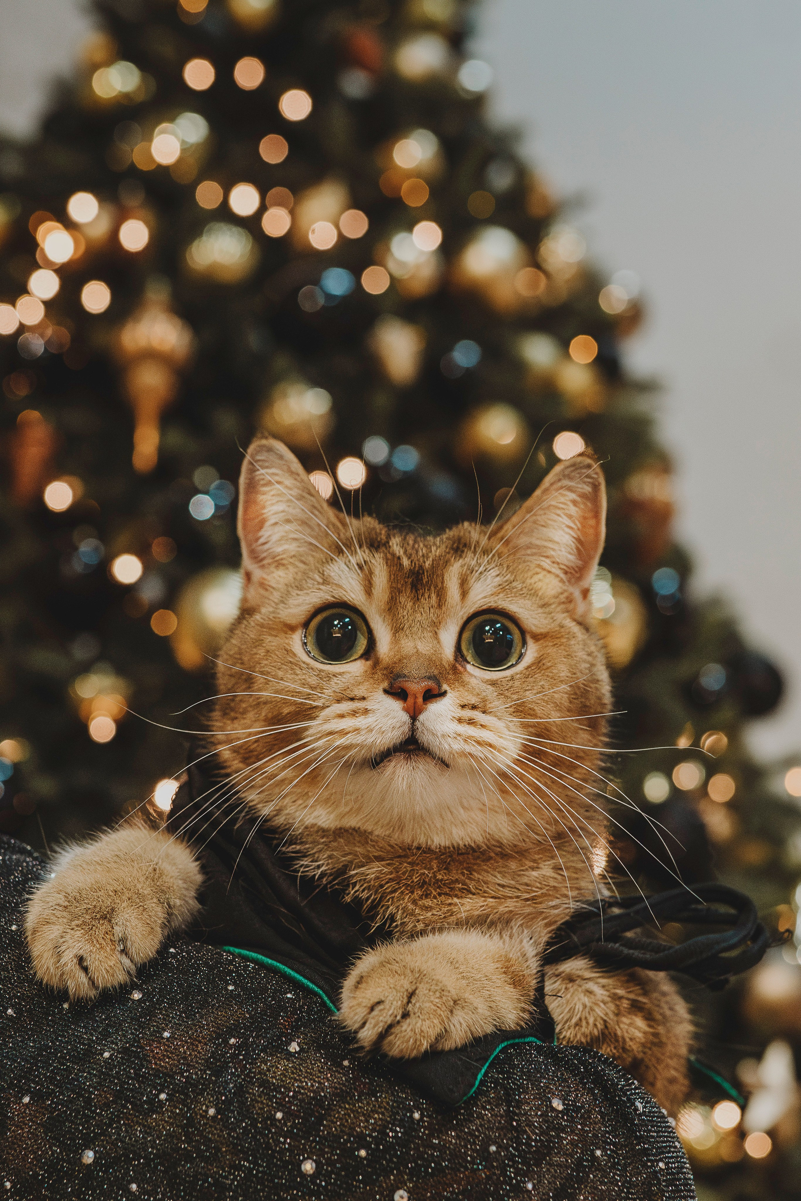 Аня, Андуин и Тесс. Фотограф анималист в Спб недорого Олеся Майорова