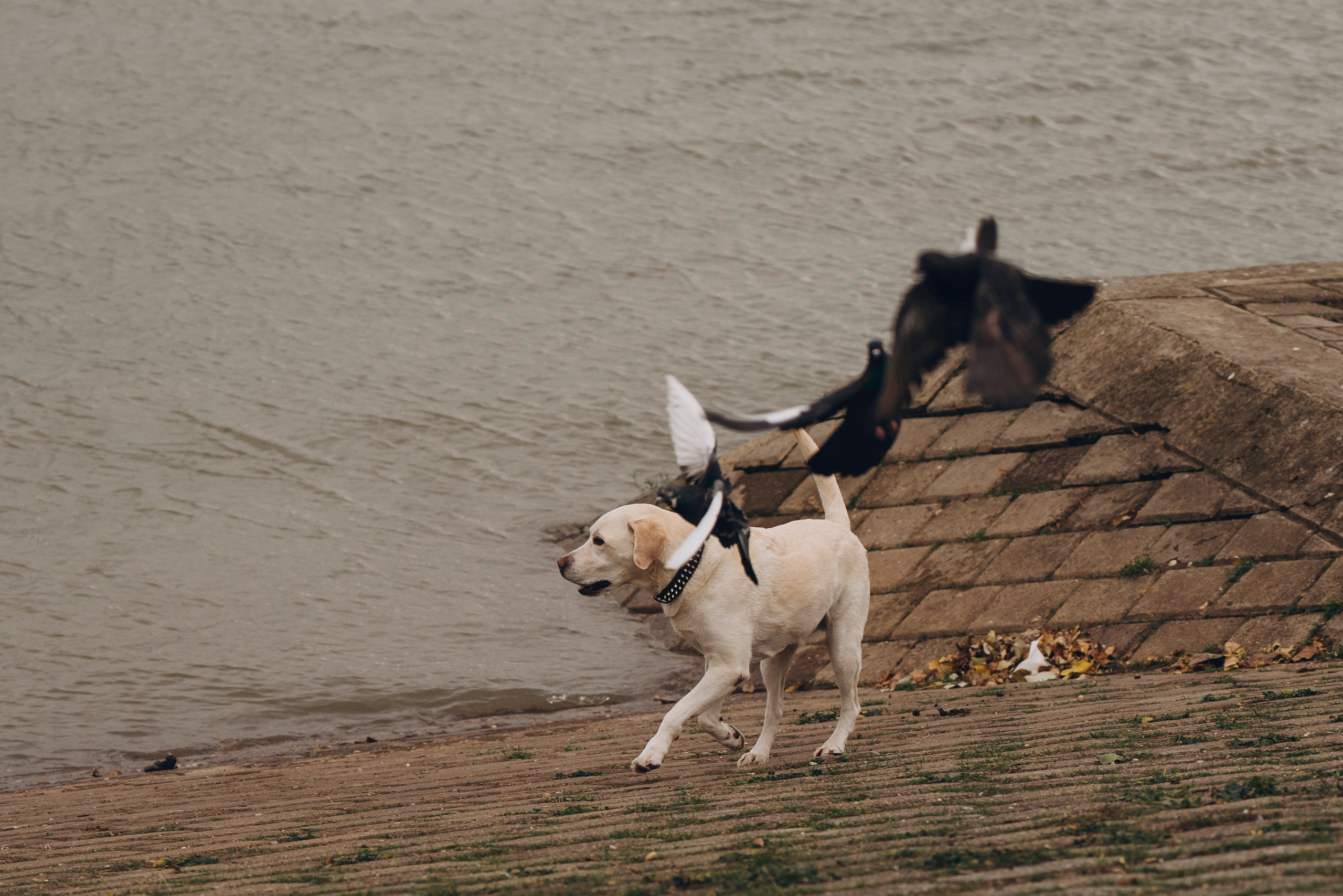 Вати, Лена и Леван. Фотограф анималист в Спб недорого Олеся Майорова