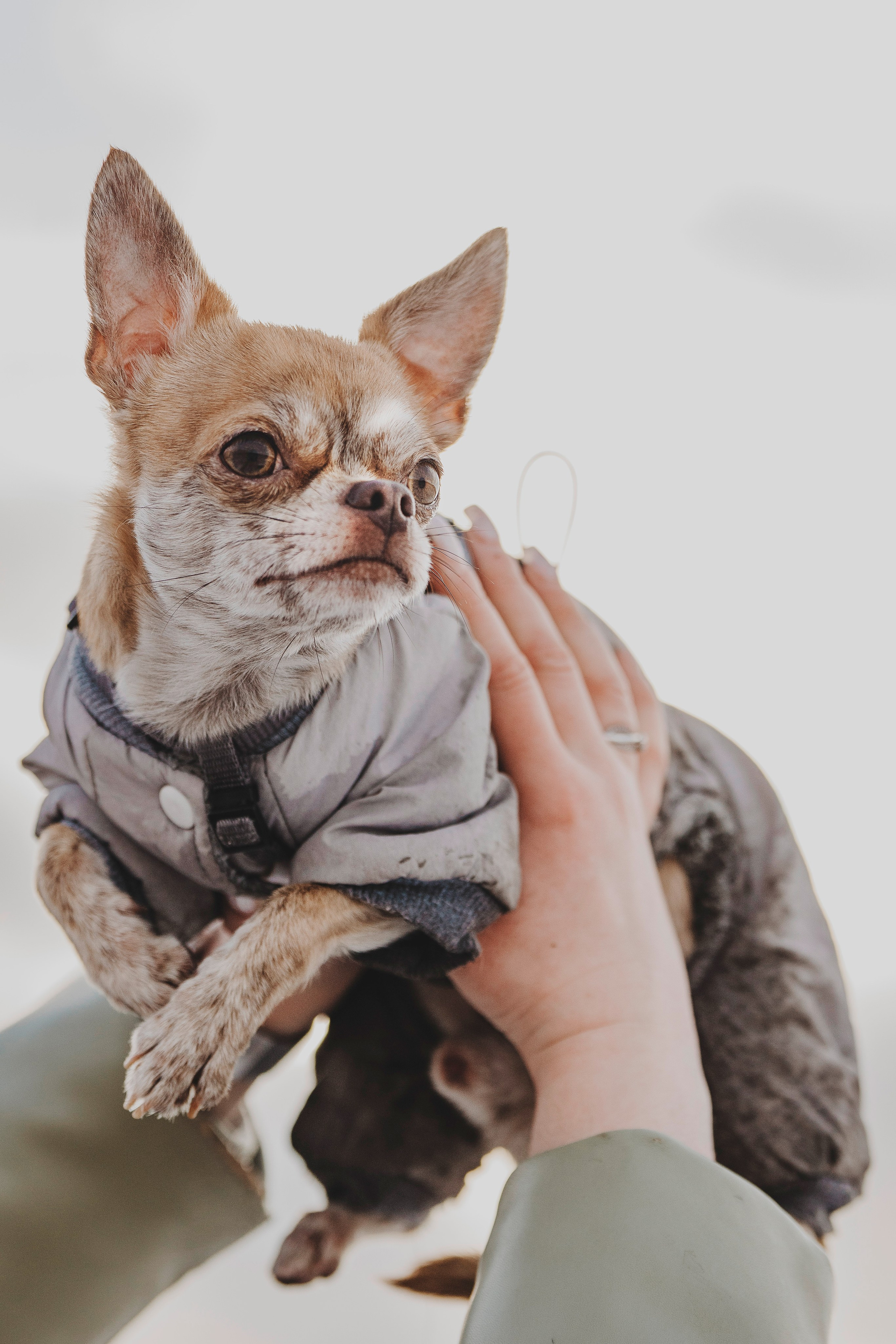 Наталия и Боря. Фотограф анималист в Спб недорого Олеся Майорова