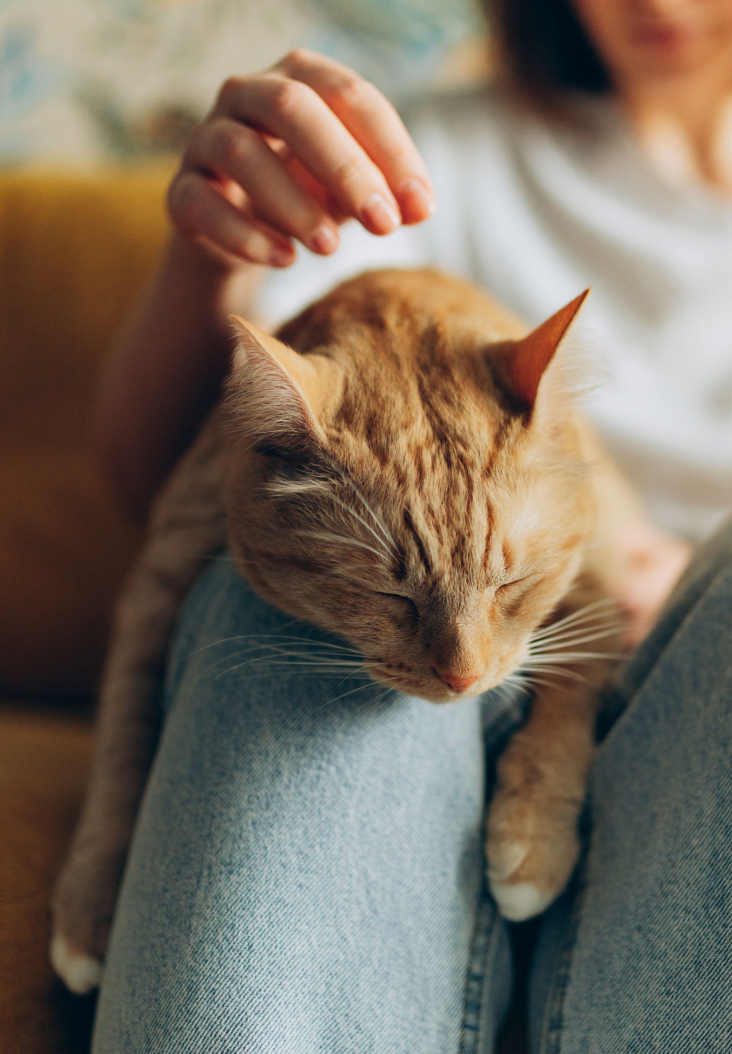 Даша и Брукс. Фотограф анималист в Спб недорого Олеся Майорова