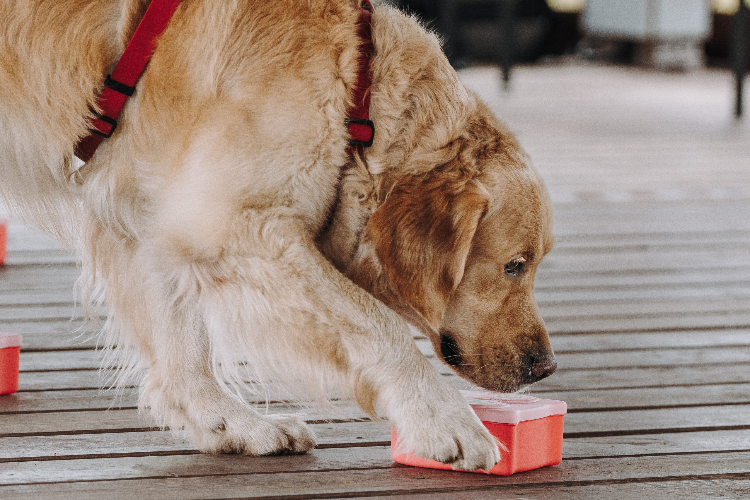 Соревнования по ноузворку в Лосево. Фотограф анималист в Спб недорого Олеся Майорова
