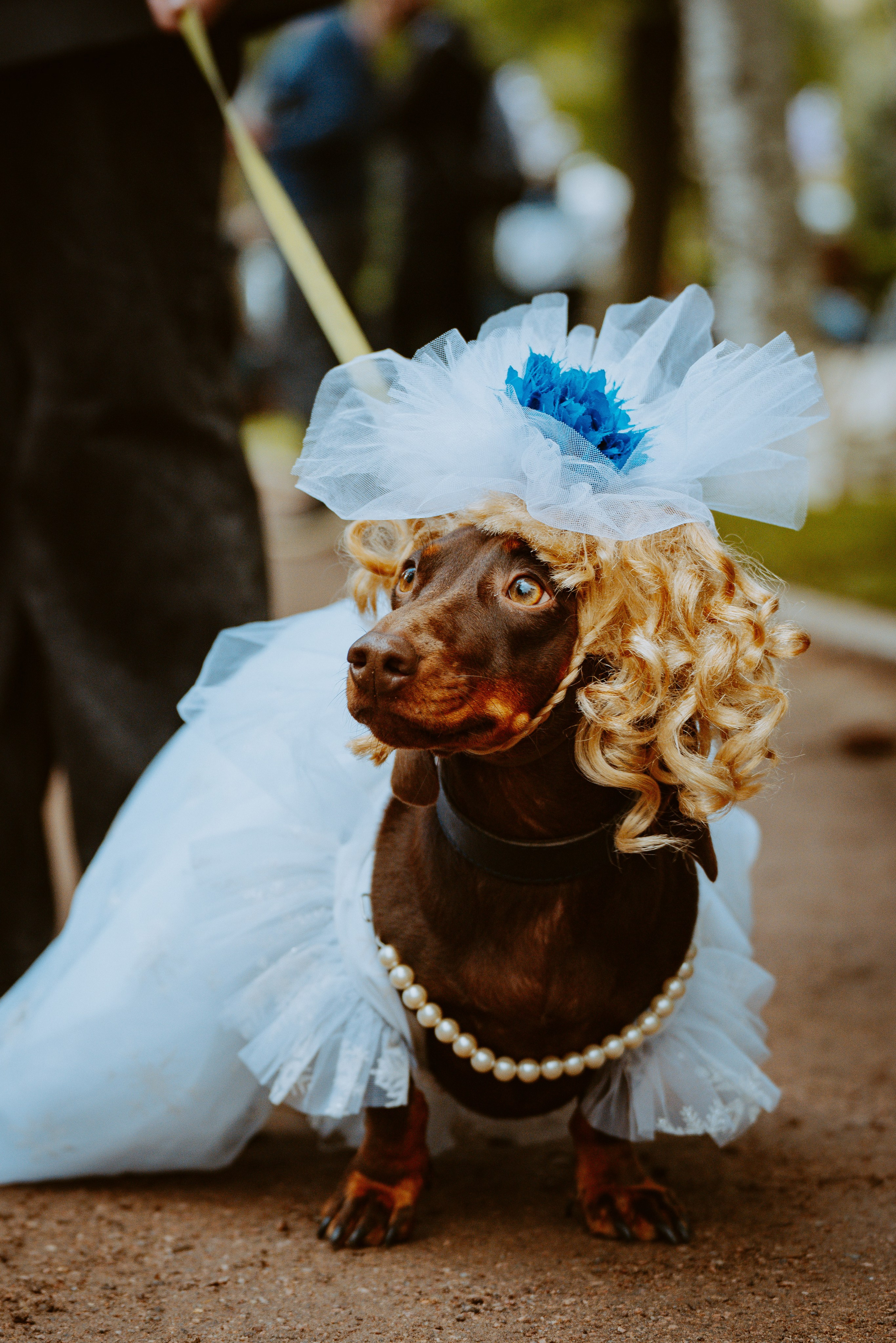 Такспарад. Фотограф анималист в Спб недорого Олеся Майорова