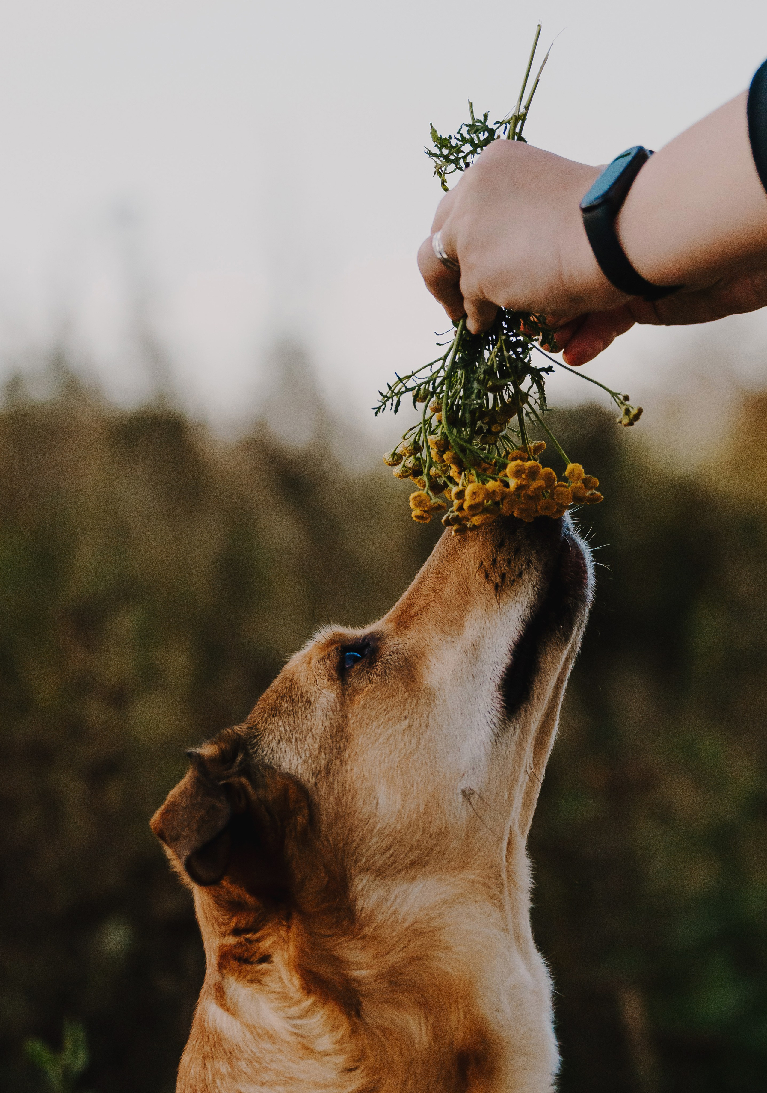 Семейная фотосессия с двумя собаками на закате. Фотограф анималист в Спб недорого Олеся Майорова