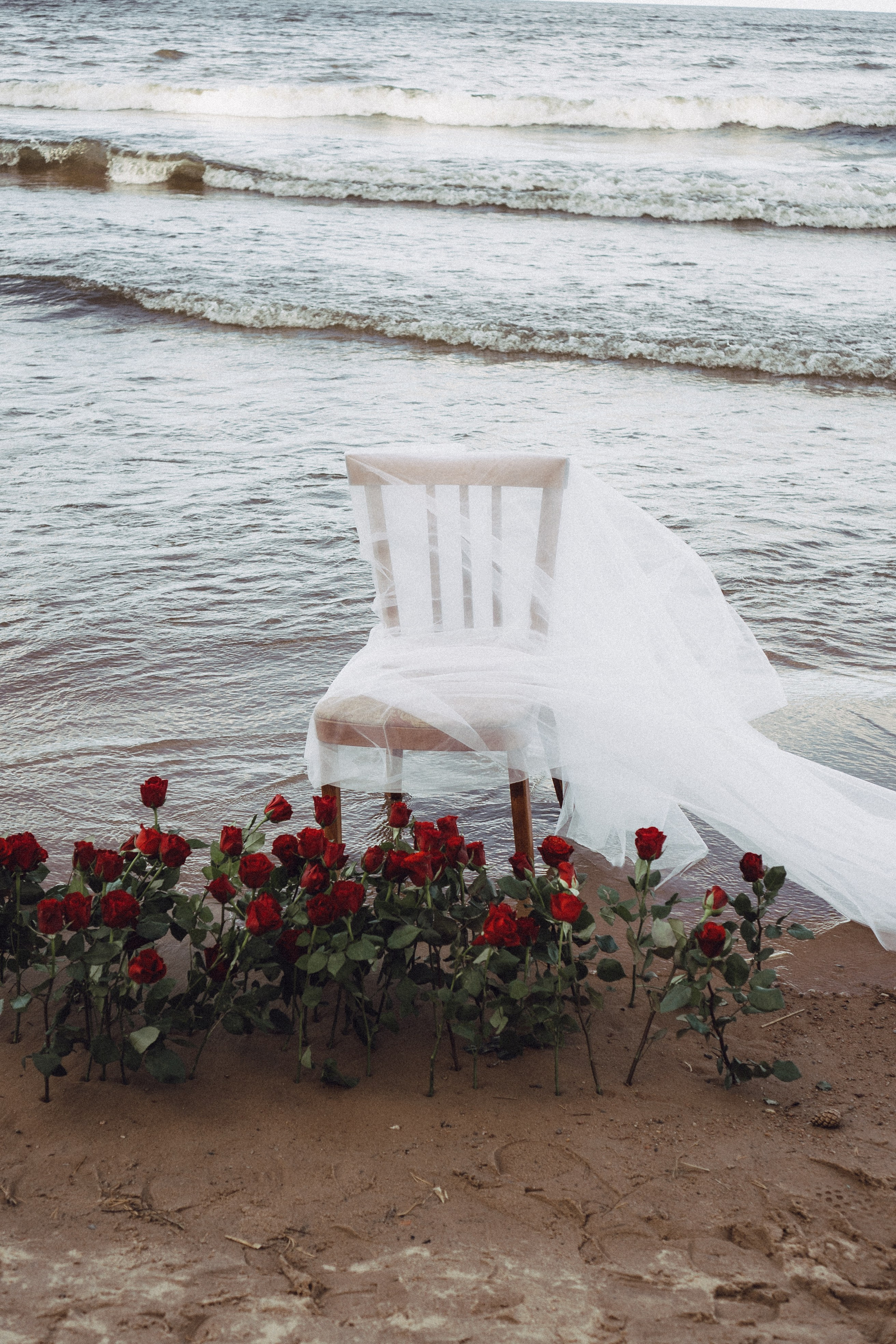 Розы. Профессиональный фотограф, Санкт-Петербург — Виктория Богомолова
